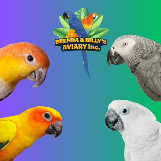 5 Reasons Why Having Birds as Pets is a Great Idea