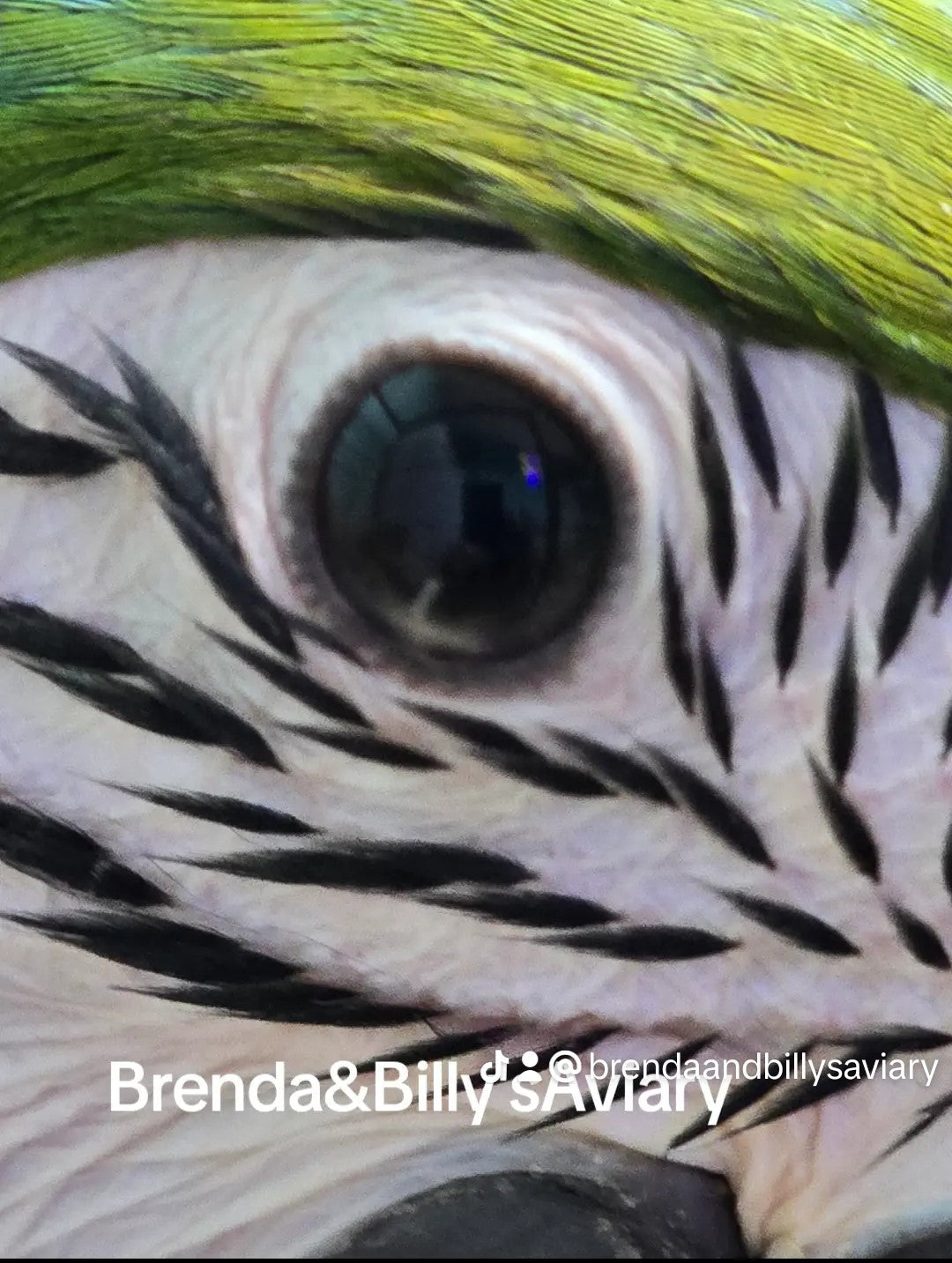 Bird and breakfast!! ~ Boarding