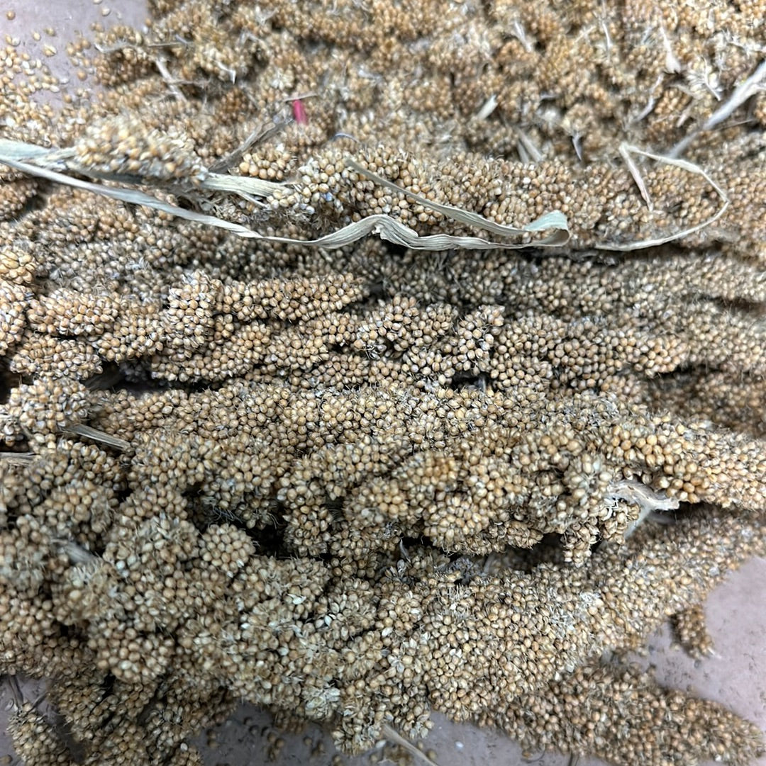 MILLET 5LB