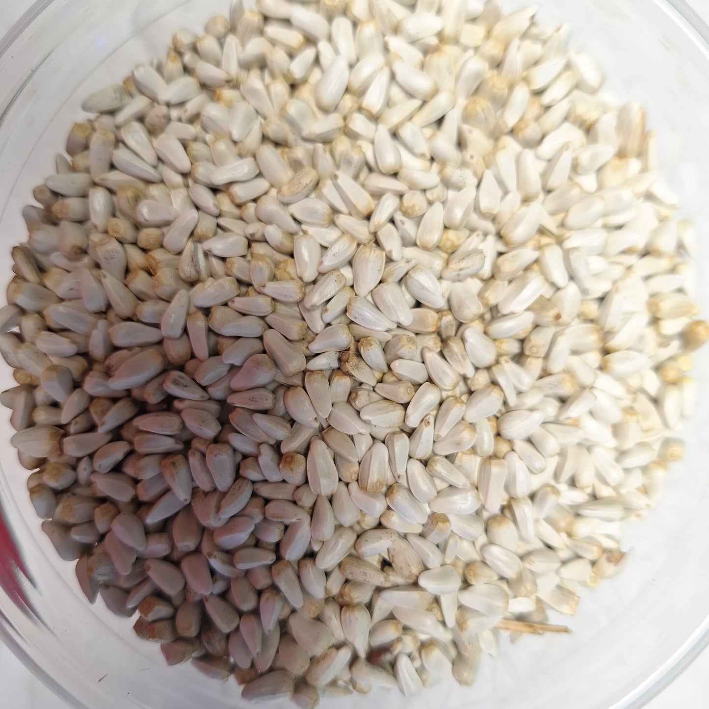 SAFFLOWER
