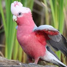 Cockatoo Galah aka Rose breasted