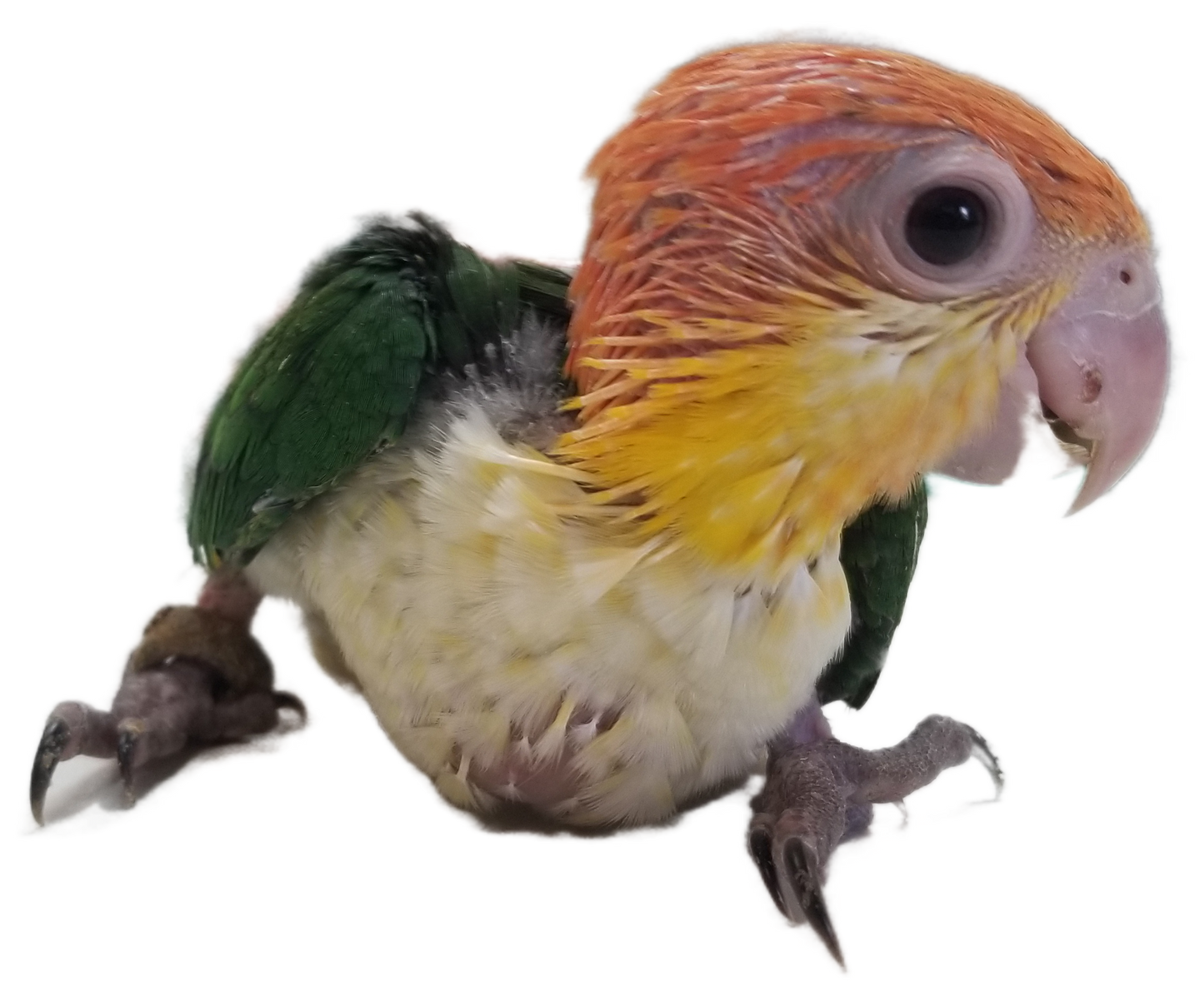 White Belly Caique