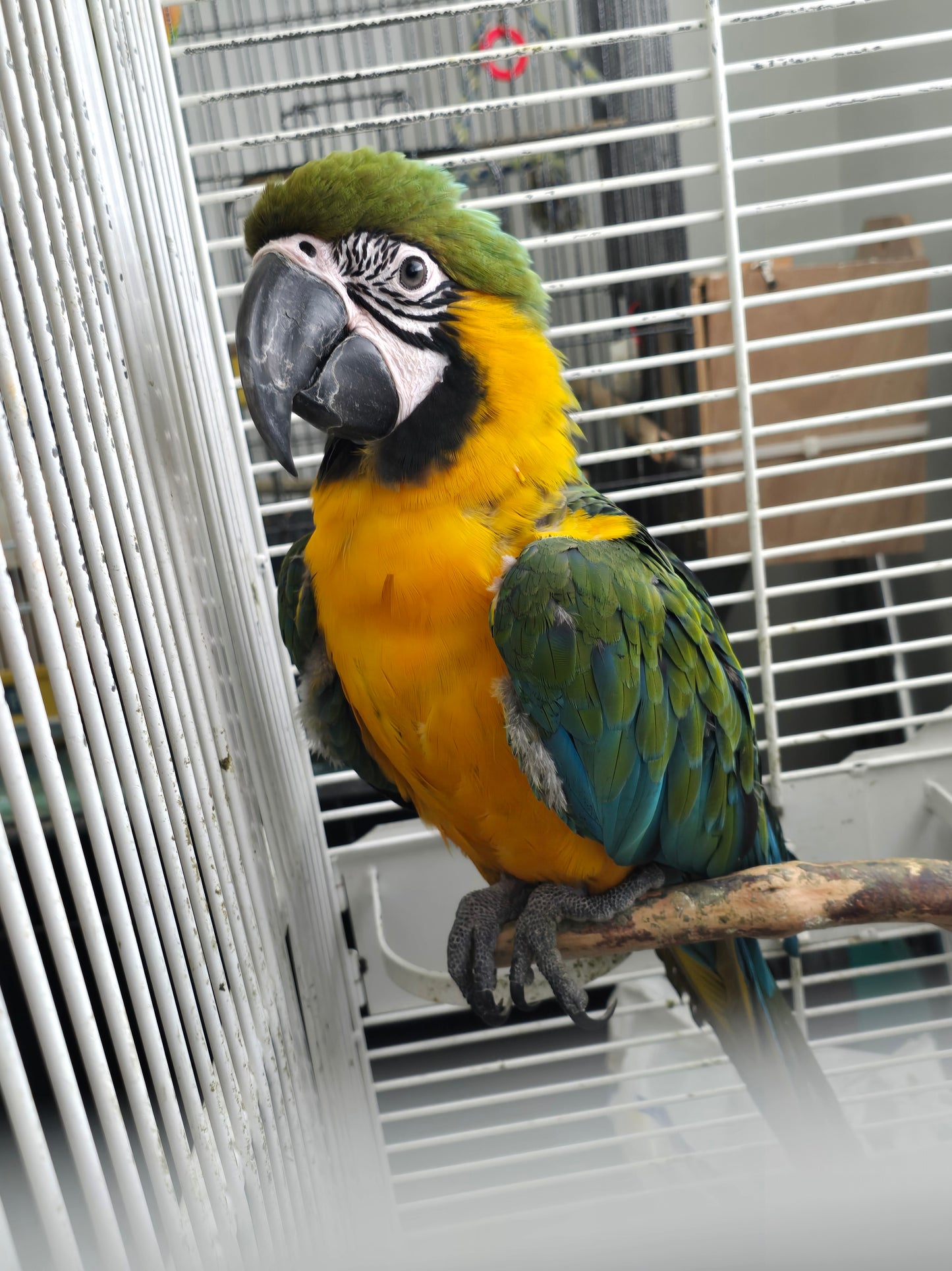 Macaw - Milliquin