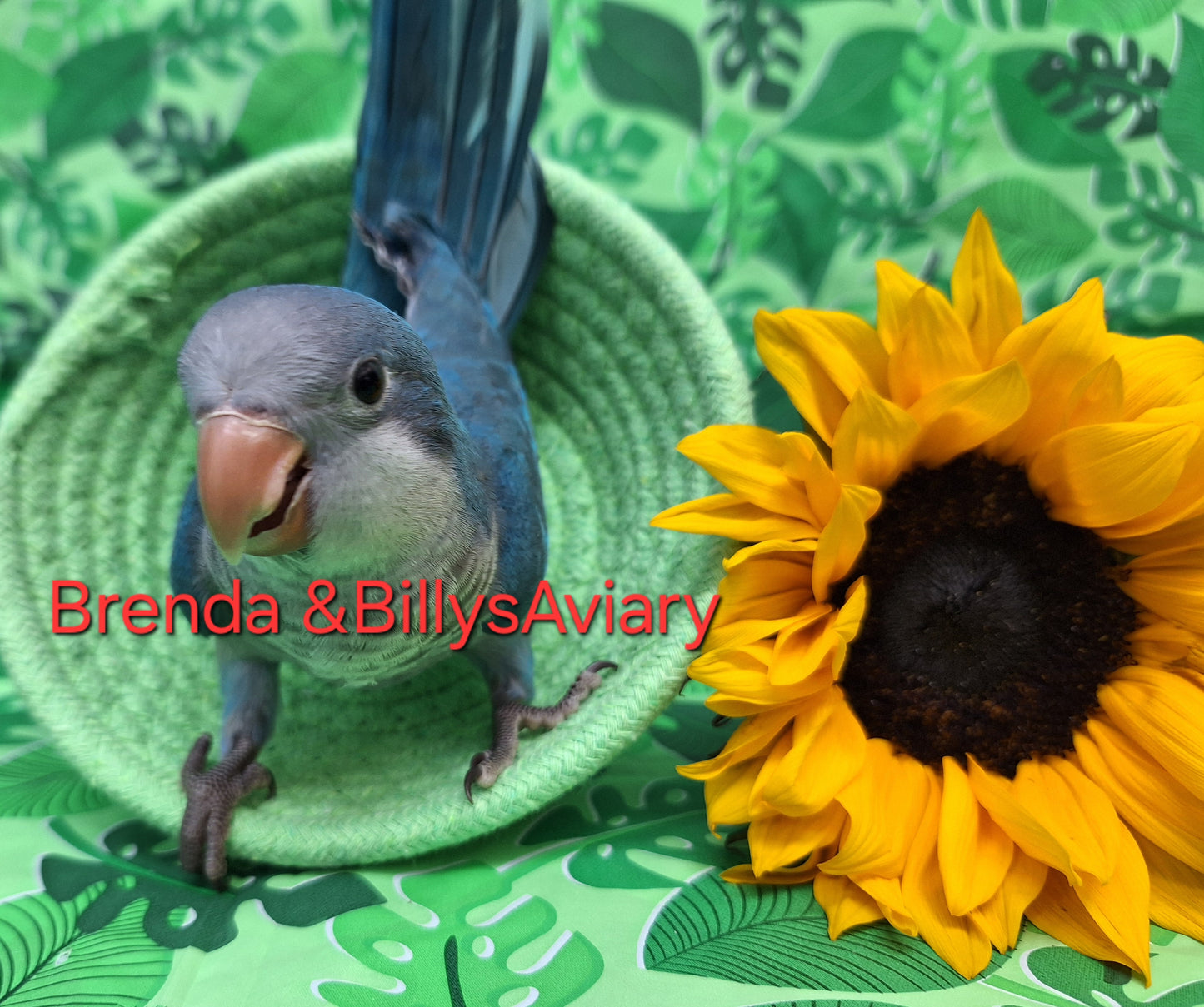 Quaker aka Monk Parakeet Blue