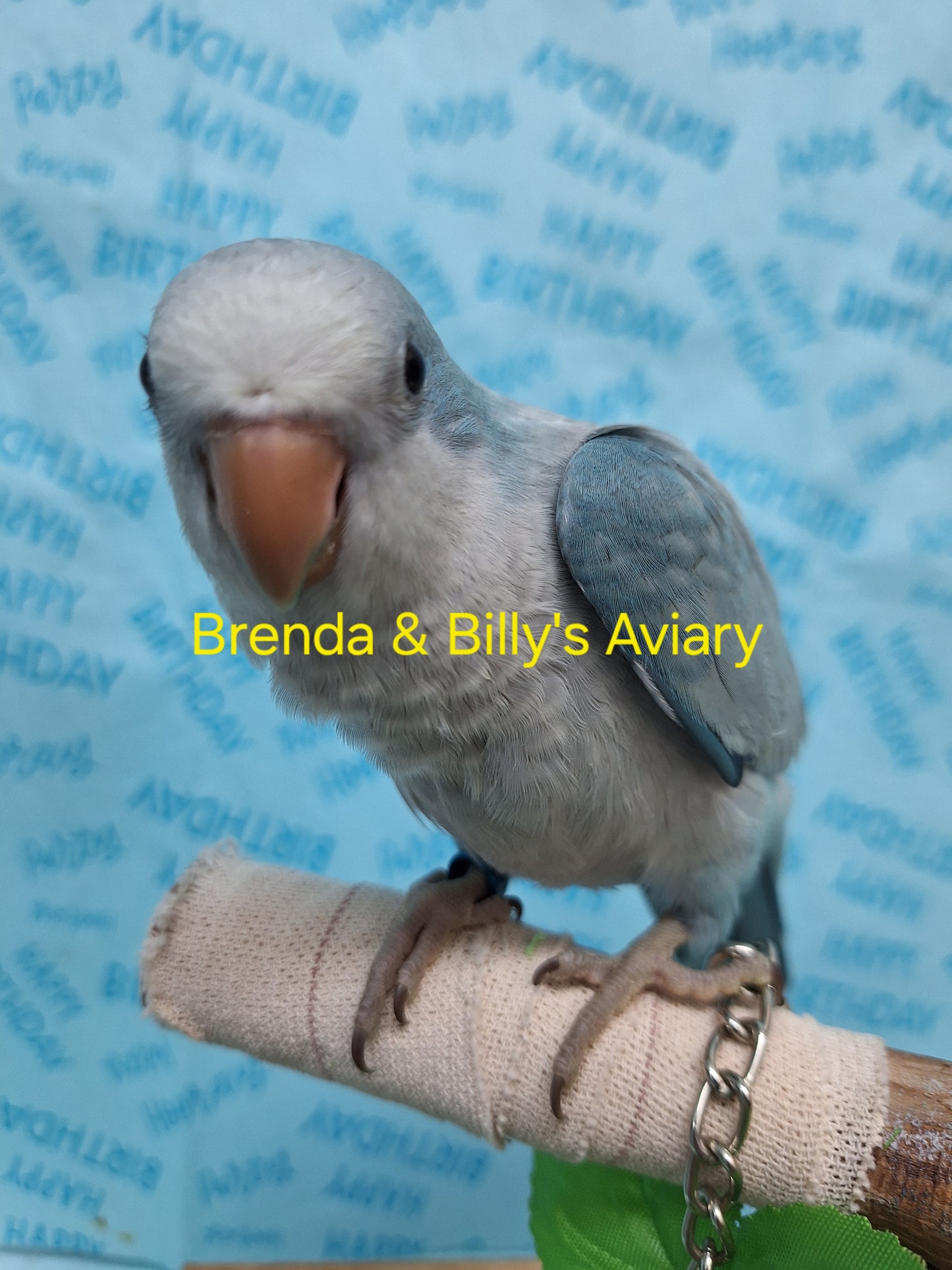 Quaker aka Monk Parakeet Blue