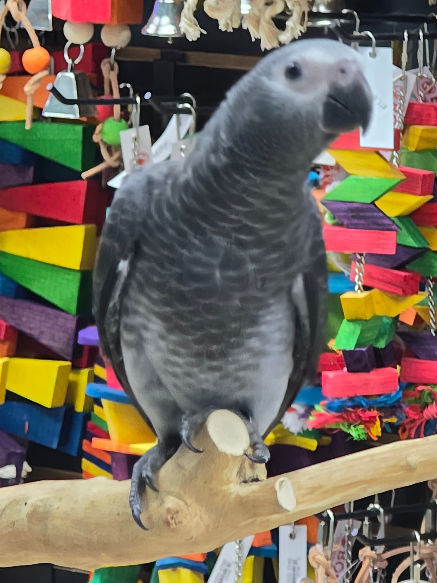 African Grey Timneh