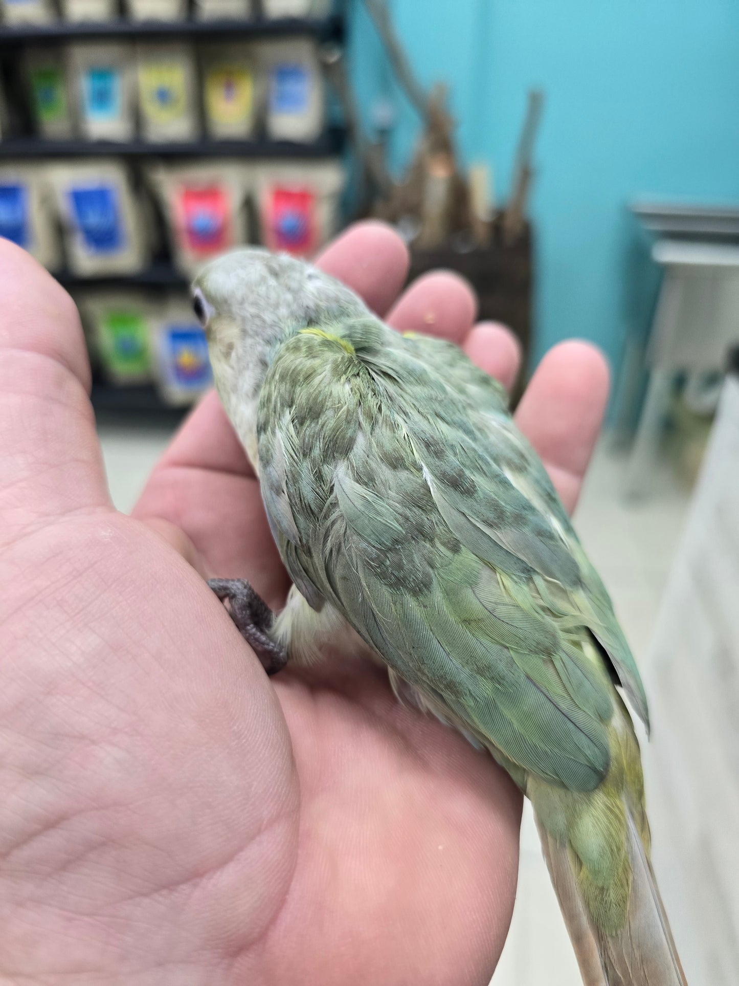 Conure Moon cheek