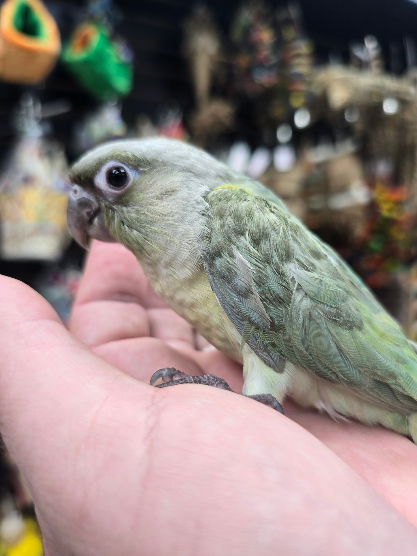 Conure Moon cheek