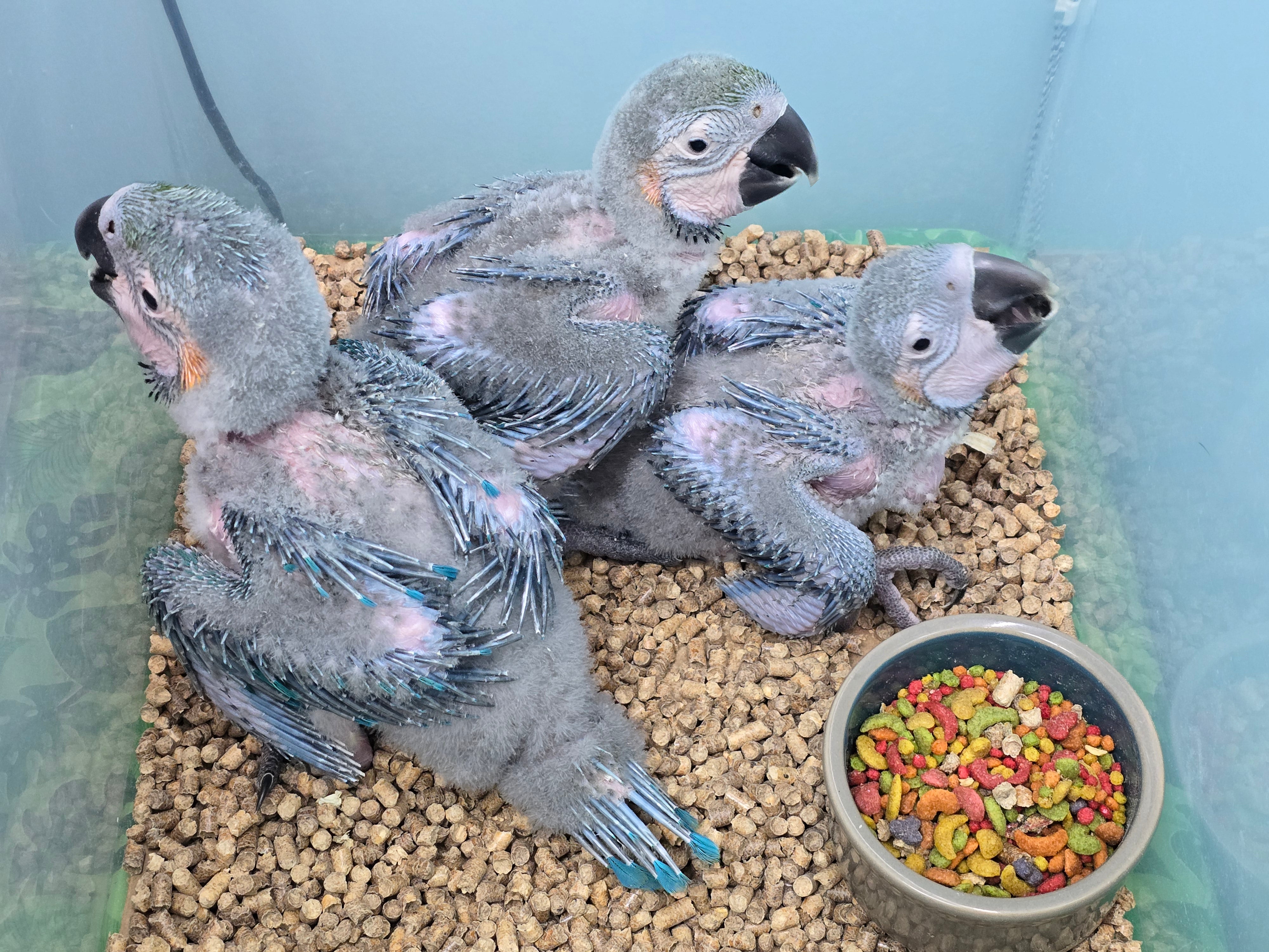 A closer look at Macaw Home Aviary Temperature Control