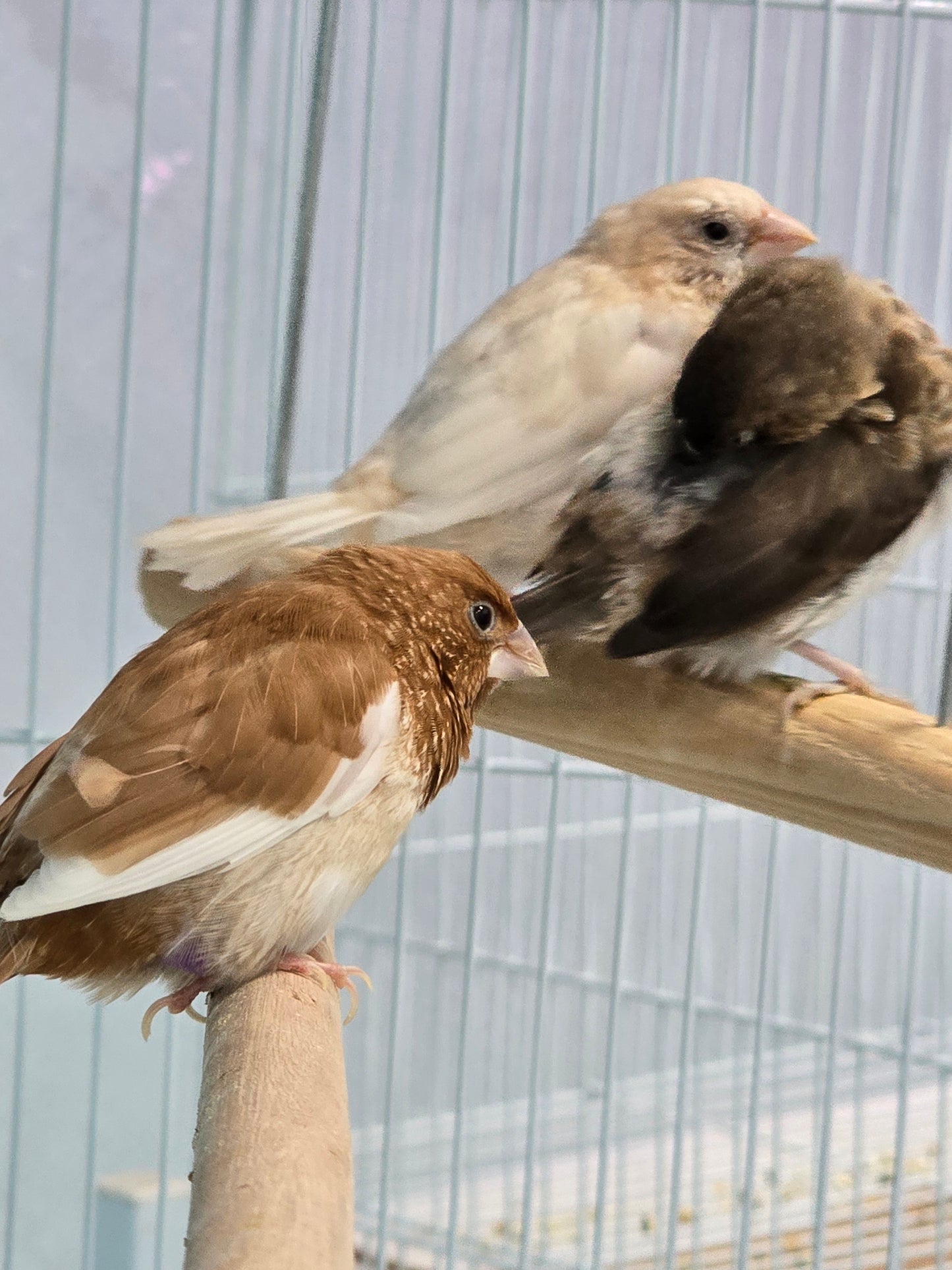 Finch Society