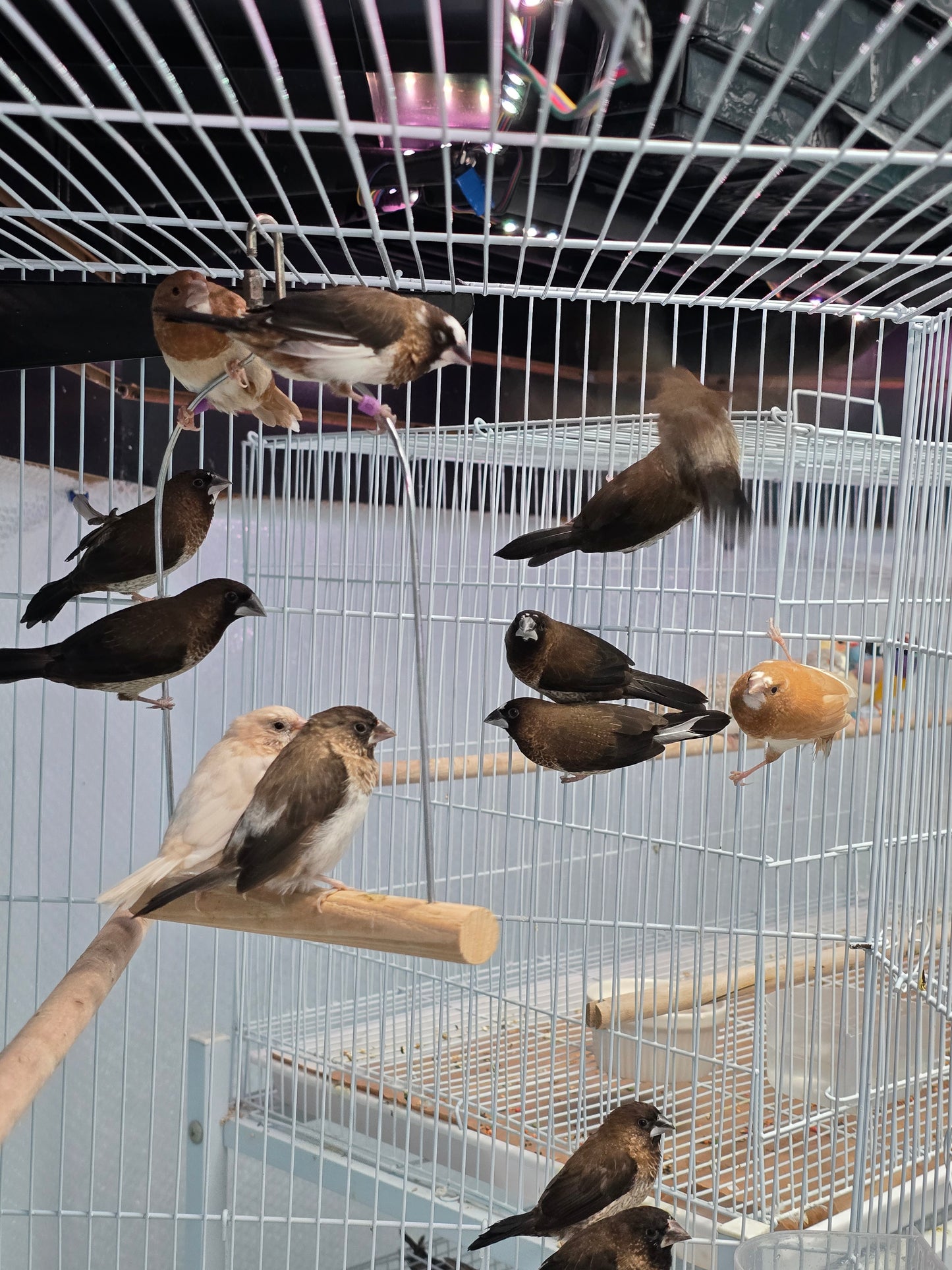 Finch Society