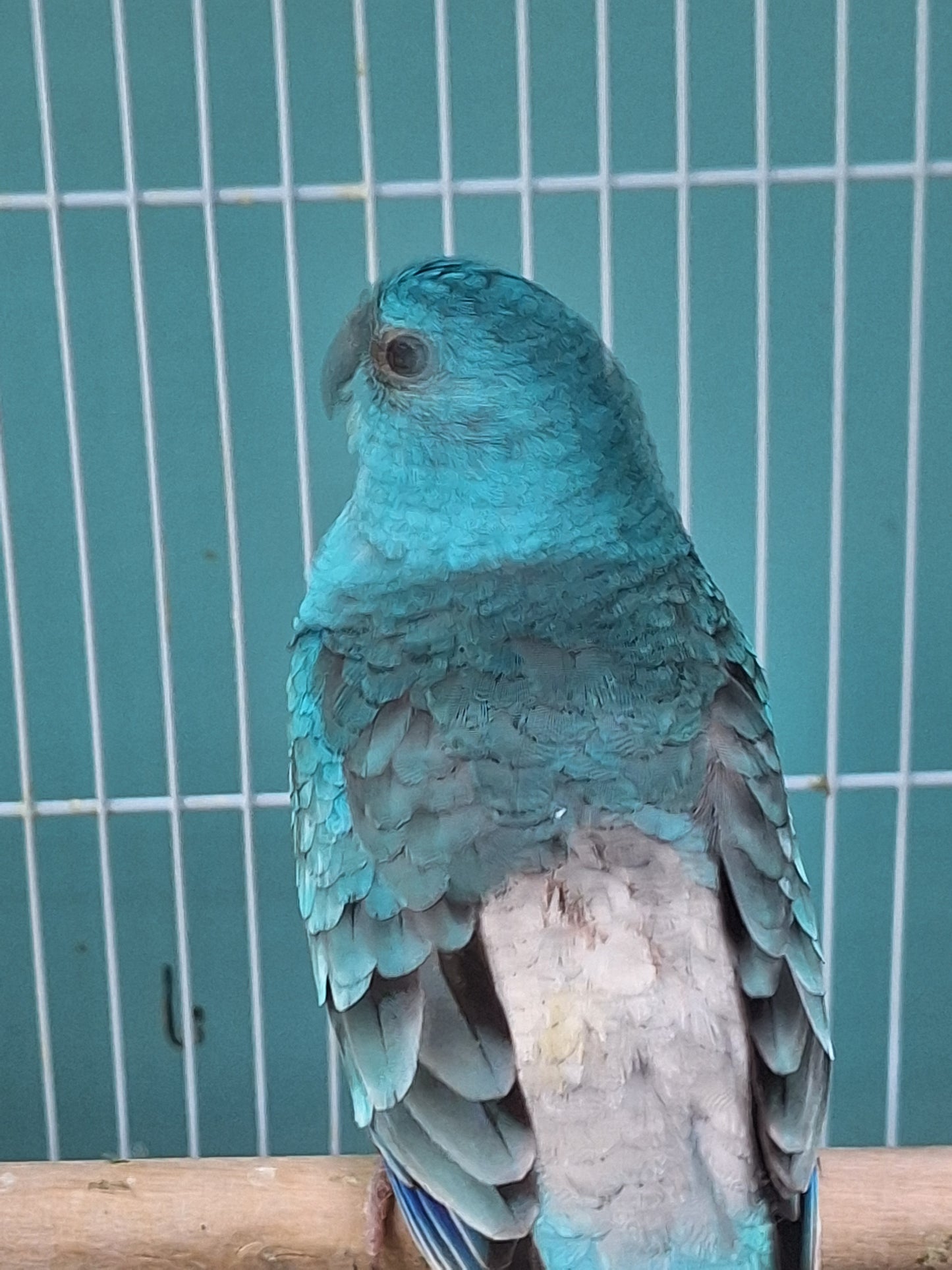 Parakeet Red rump