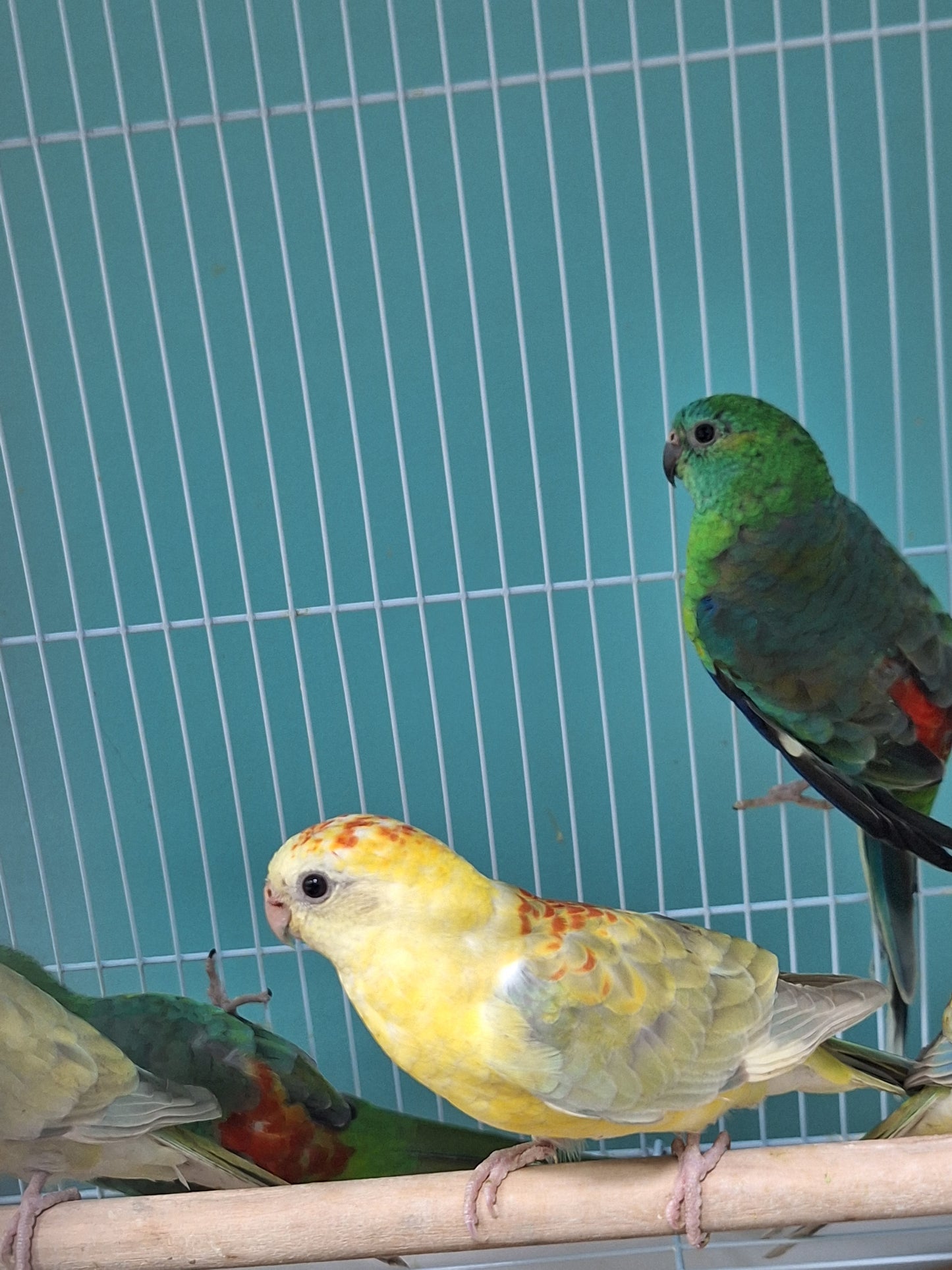 Parakeet Red rump