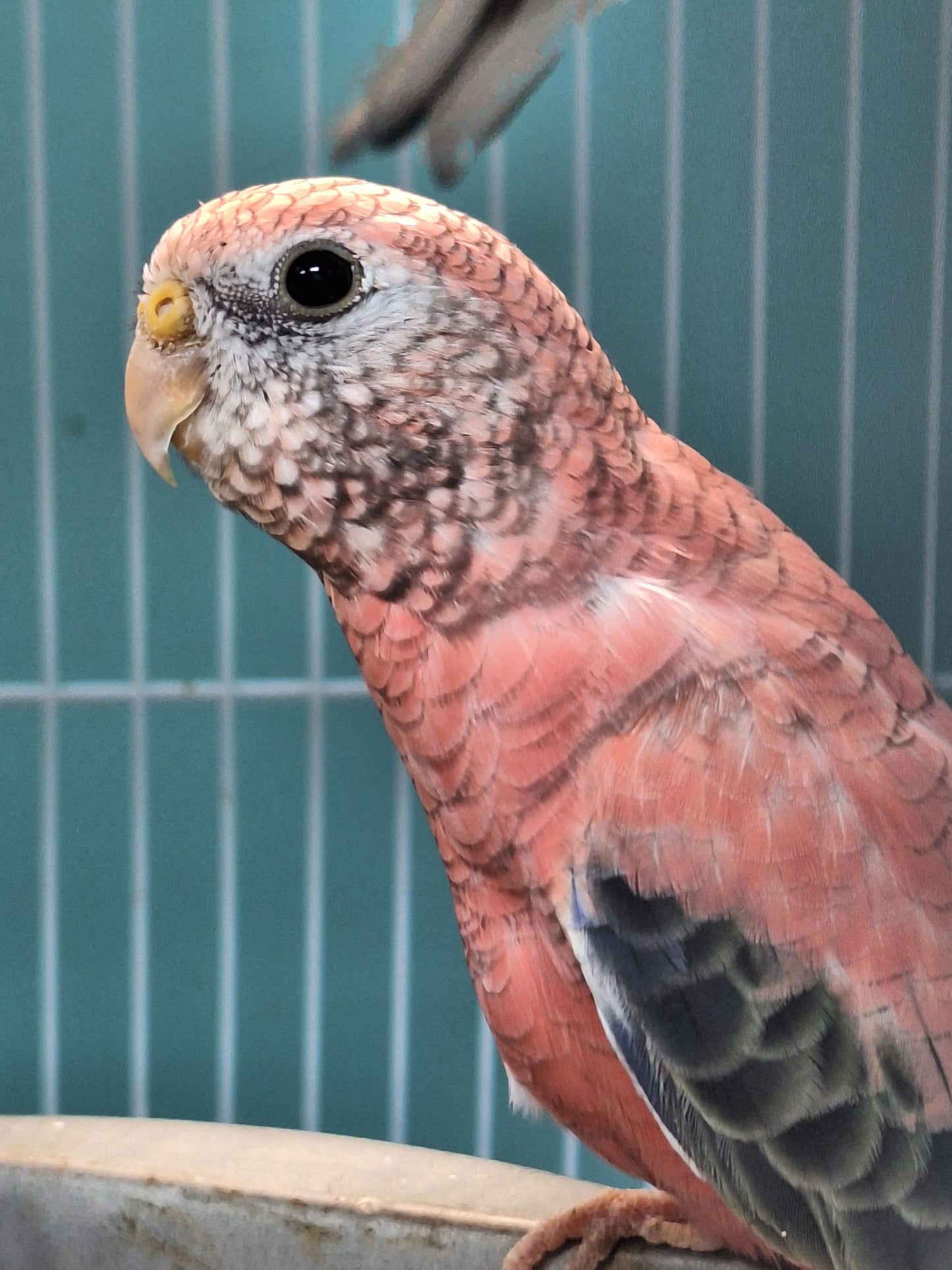 Parakeet Rosey Bourkes