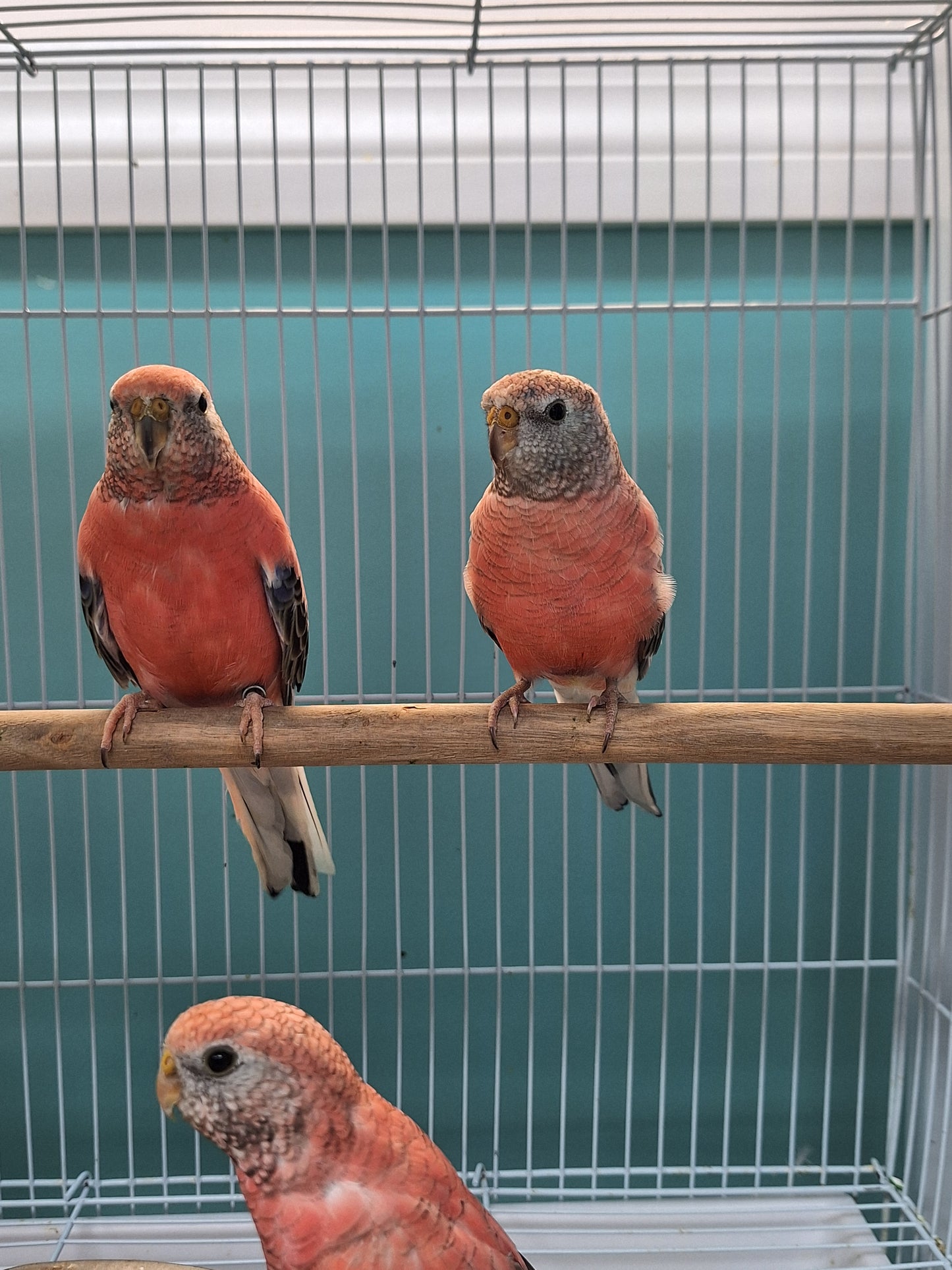 Parakeet Rosey Bourkes