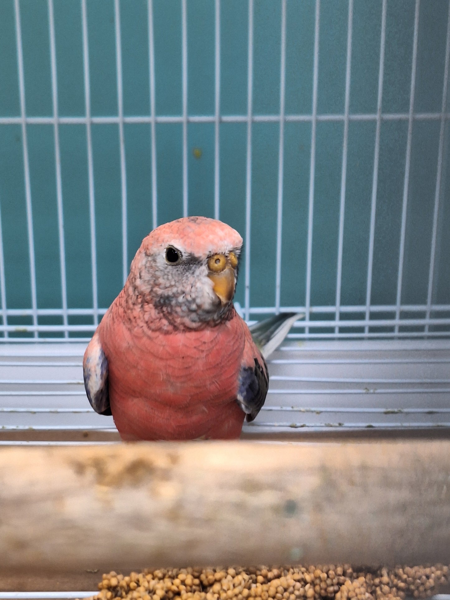 Parakeet Rosey Bourkes