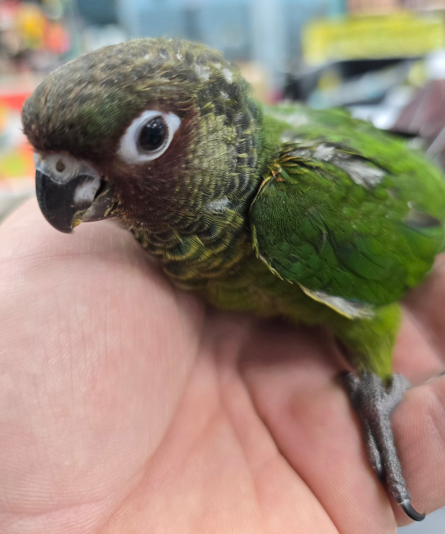 Conure Rosiefrons aka rose fronted