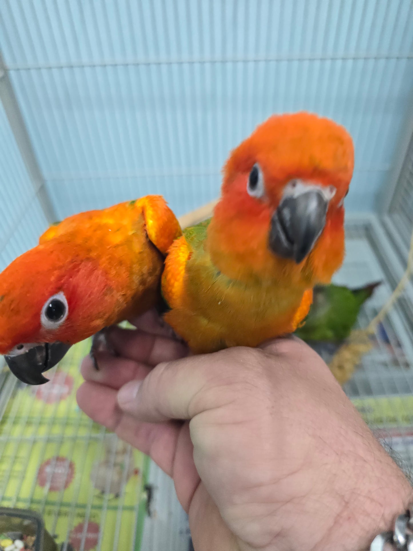 Conure Sun -red factor