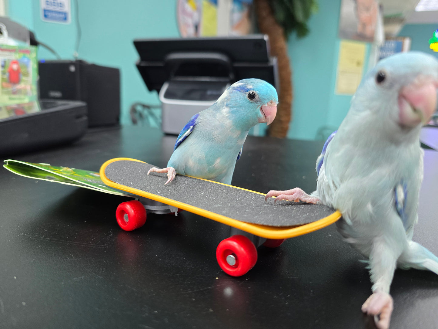 Parrotlets