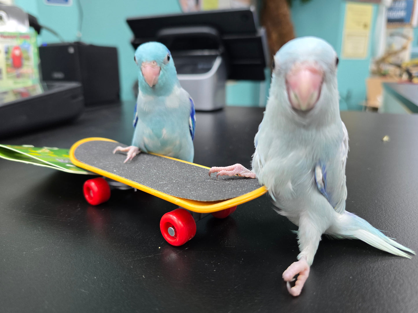 Parrotlets