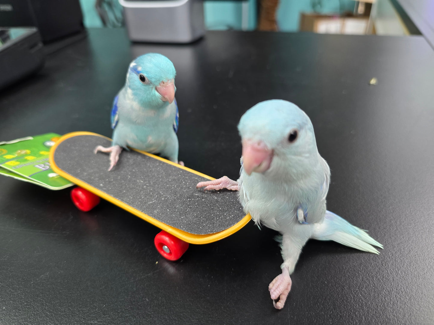 Parrotlets