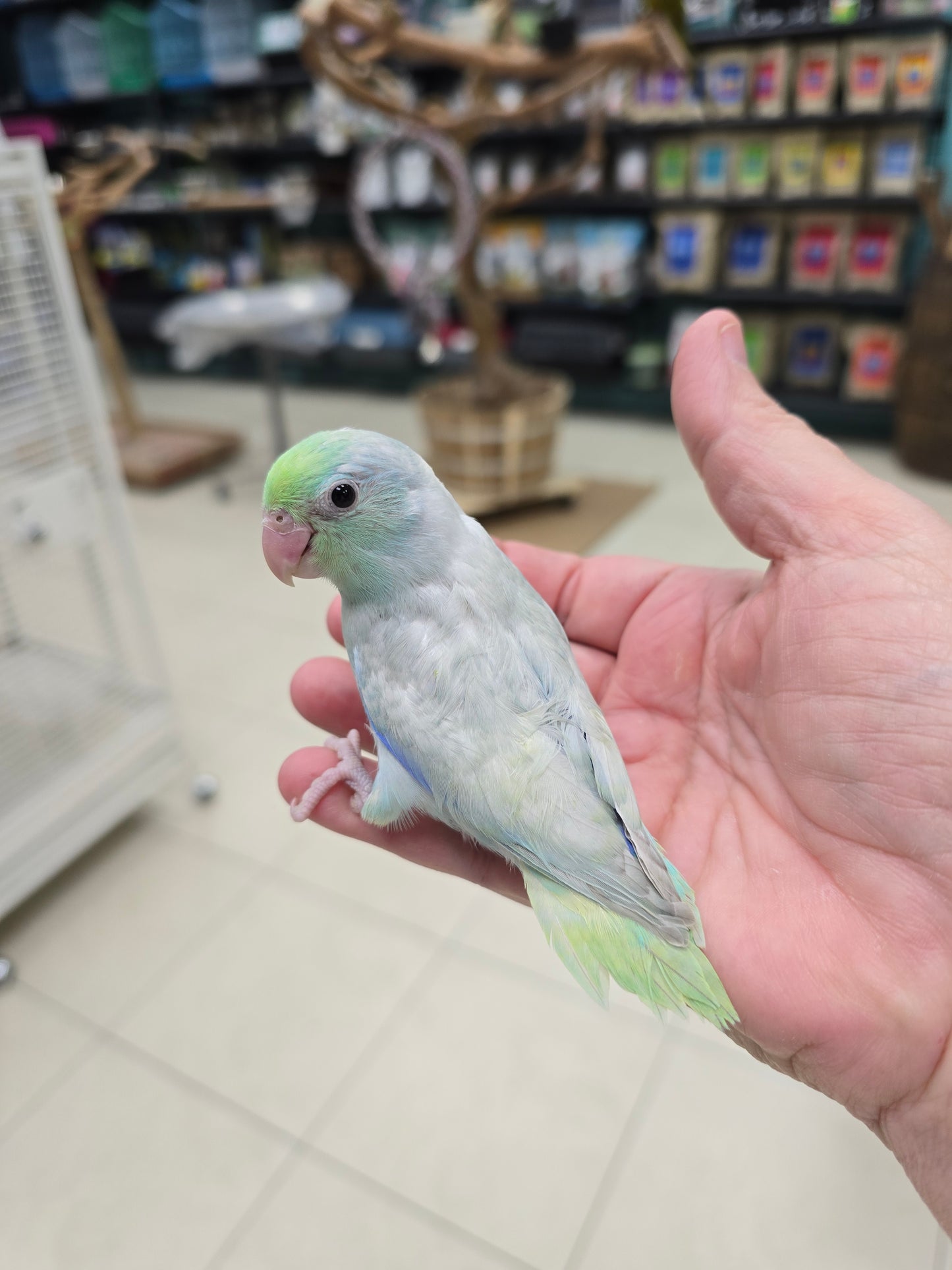 Parrotlets