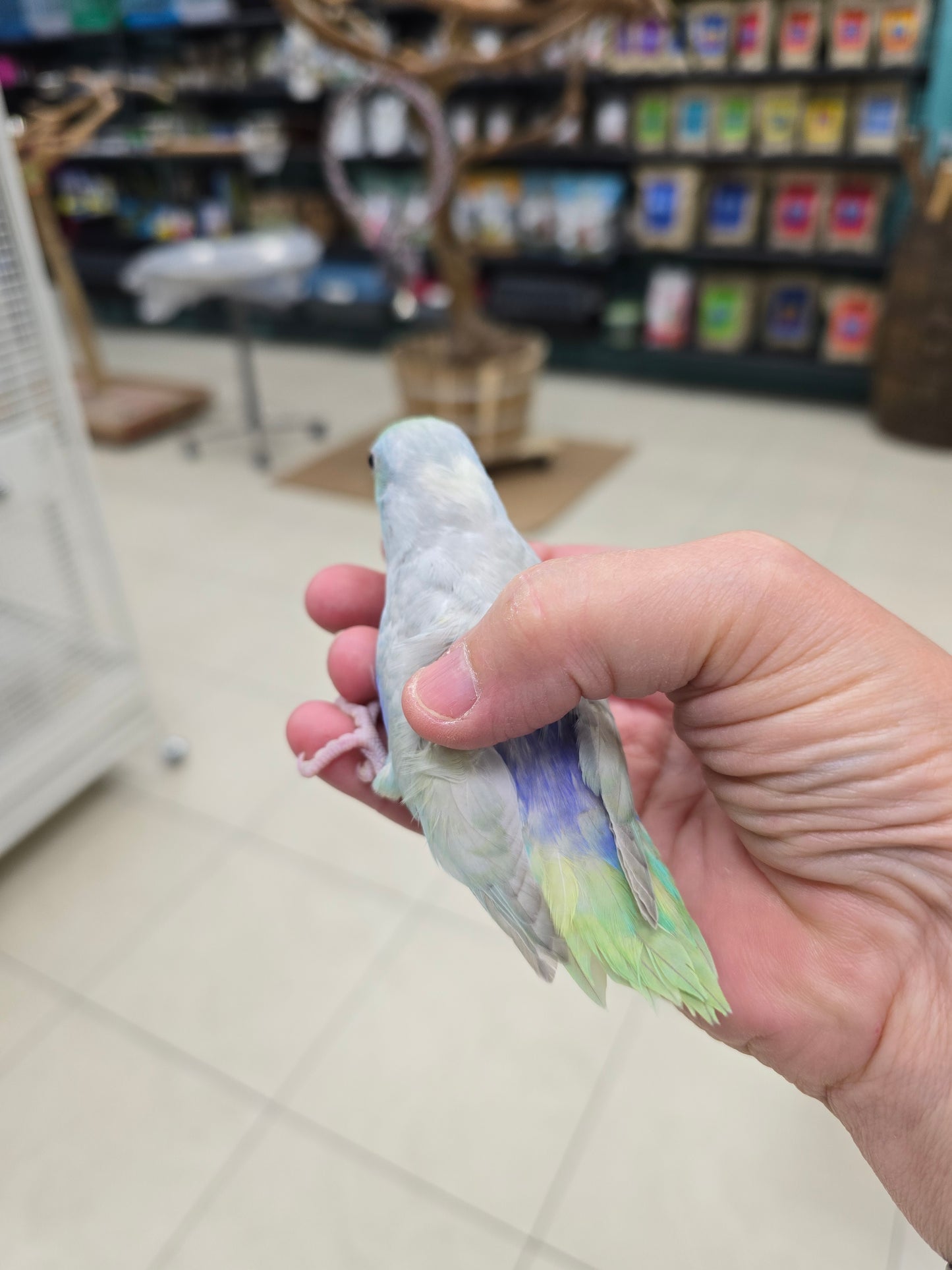 Parrotlets