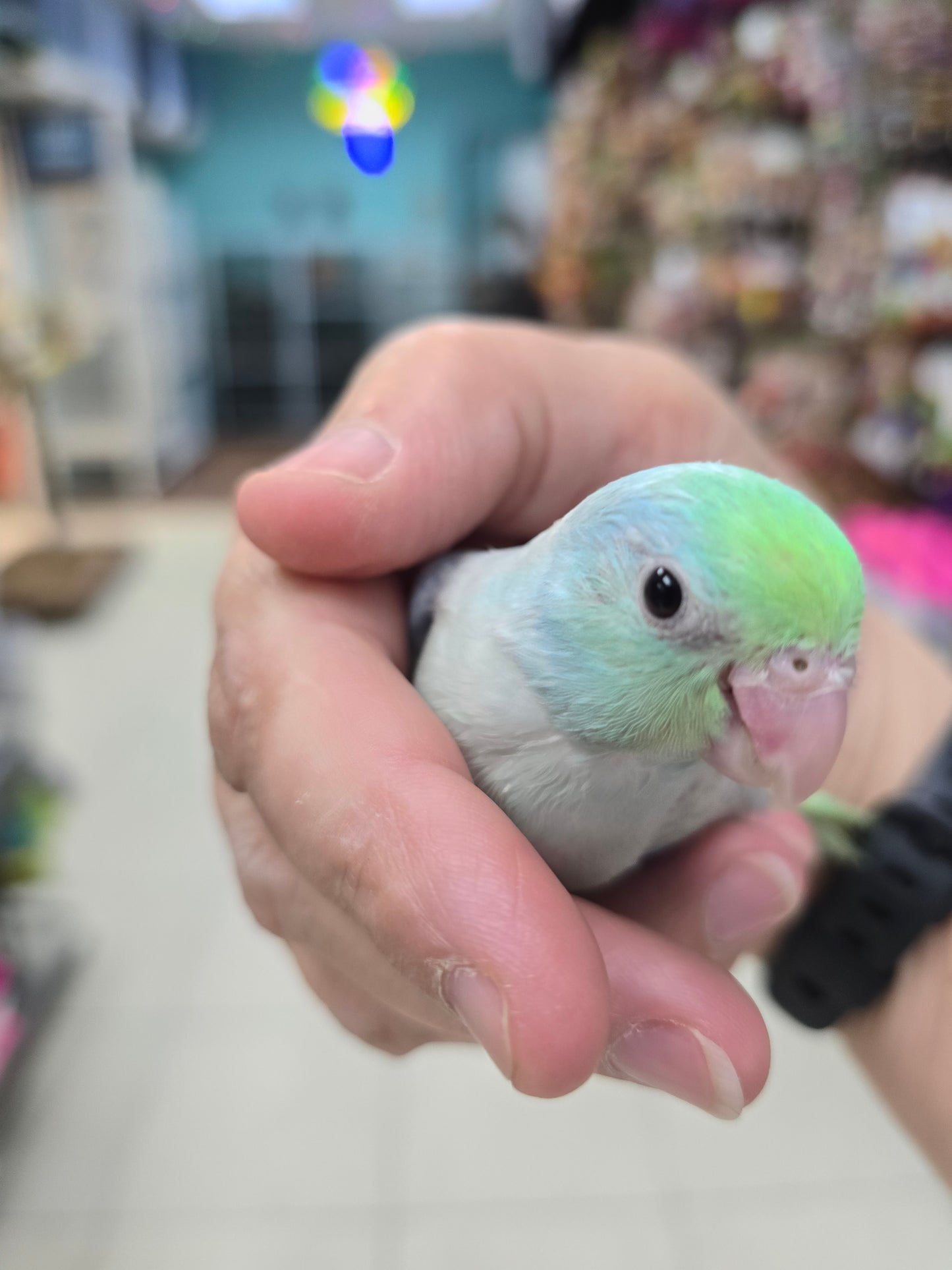 Parrotlets