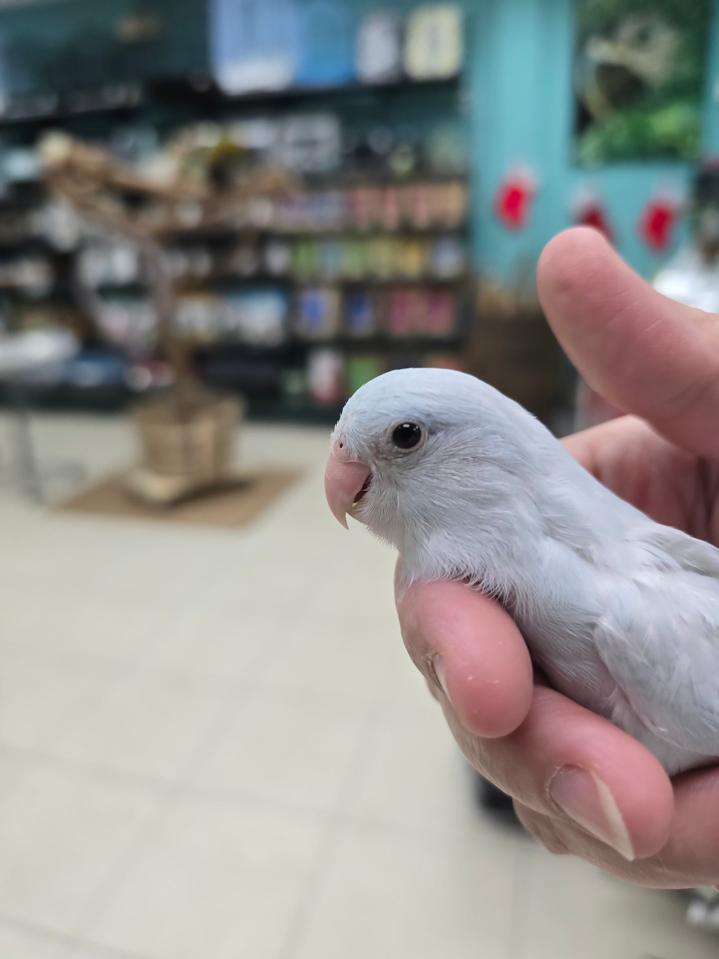 Parrotlets
