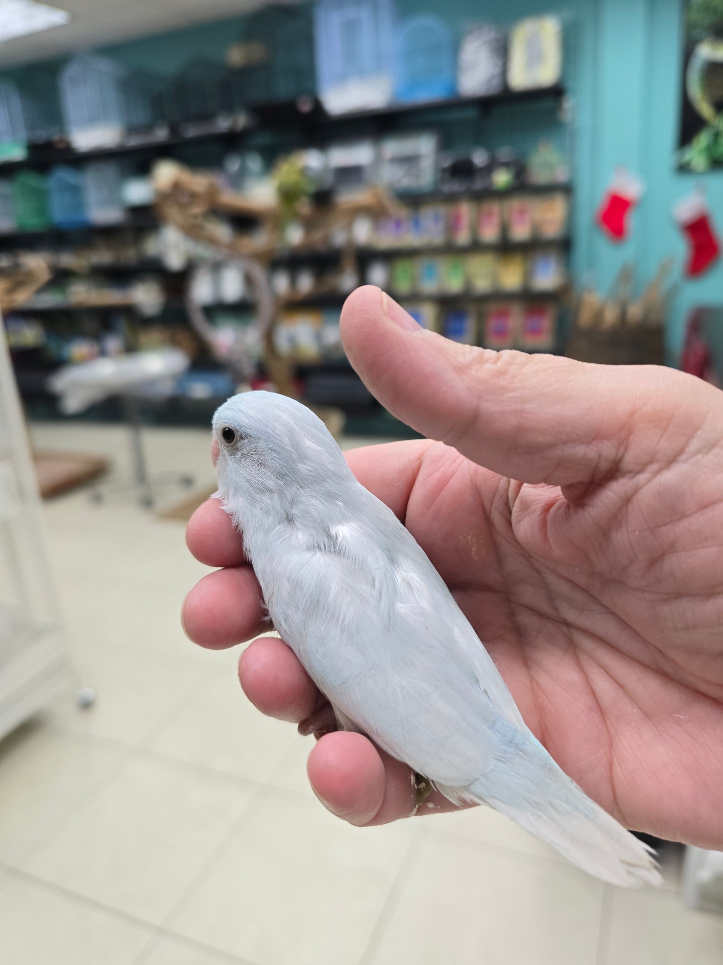 Parrotlets