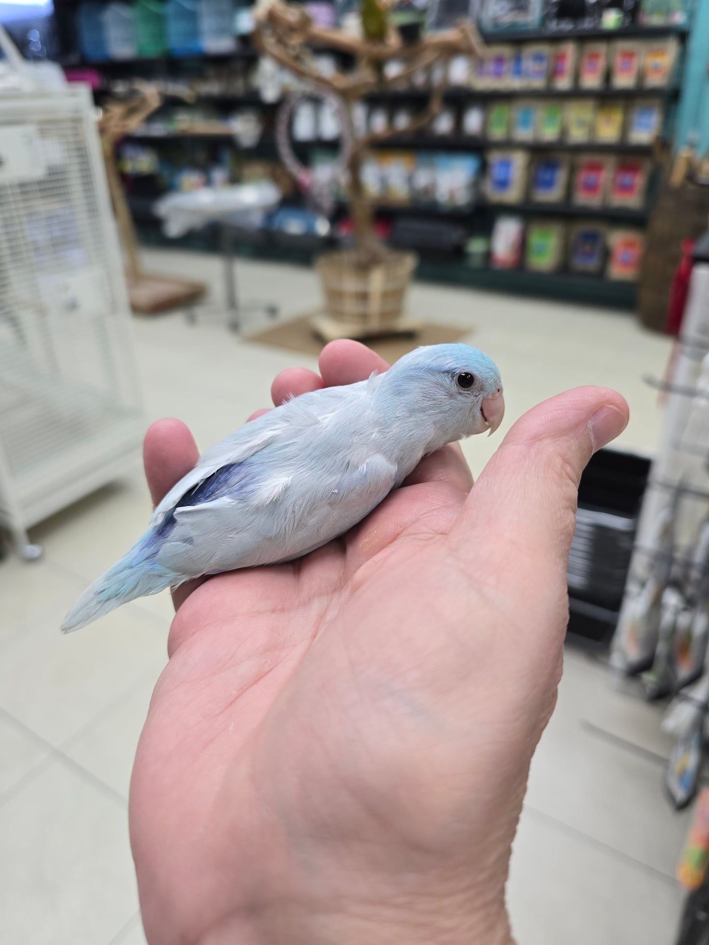 Parrotlets