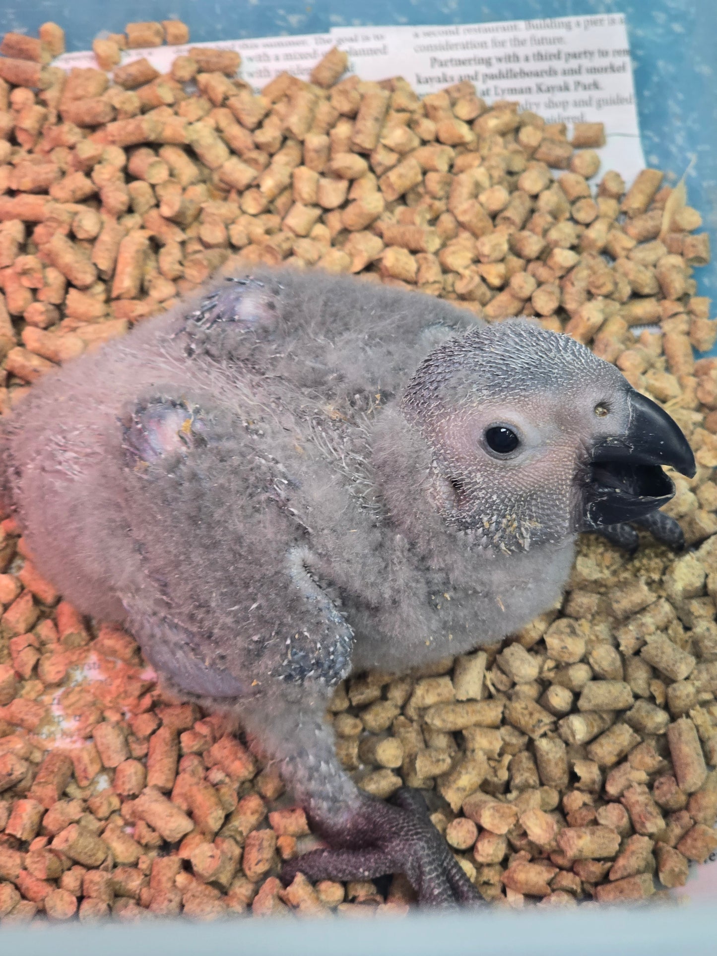 African Gray Congo