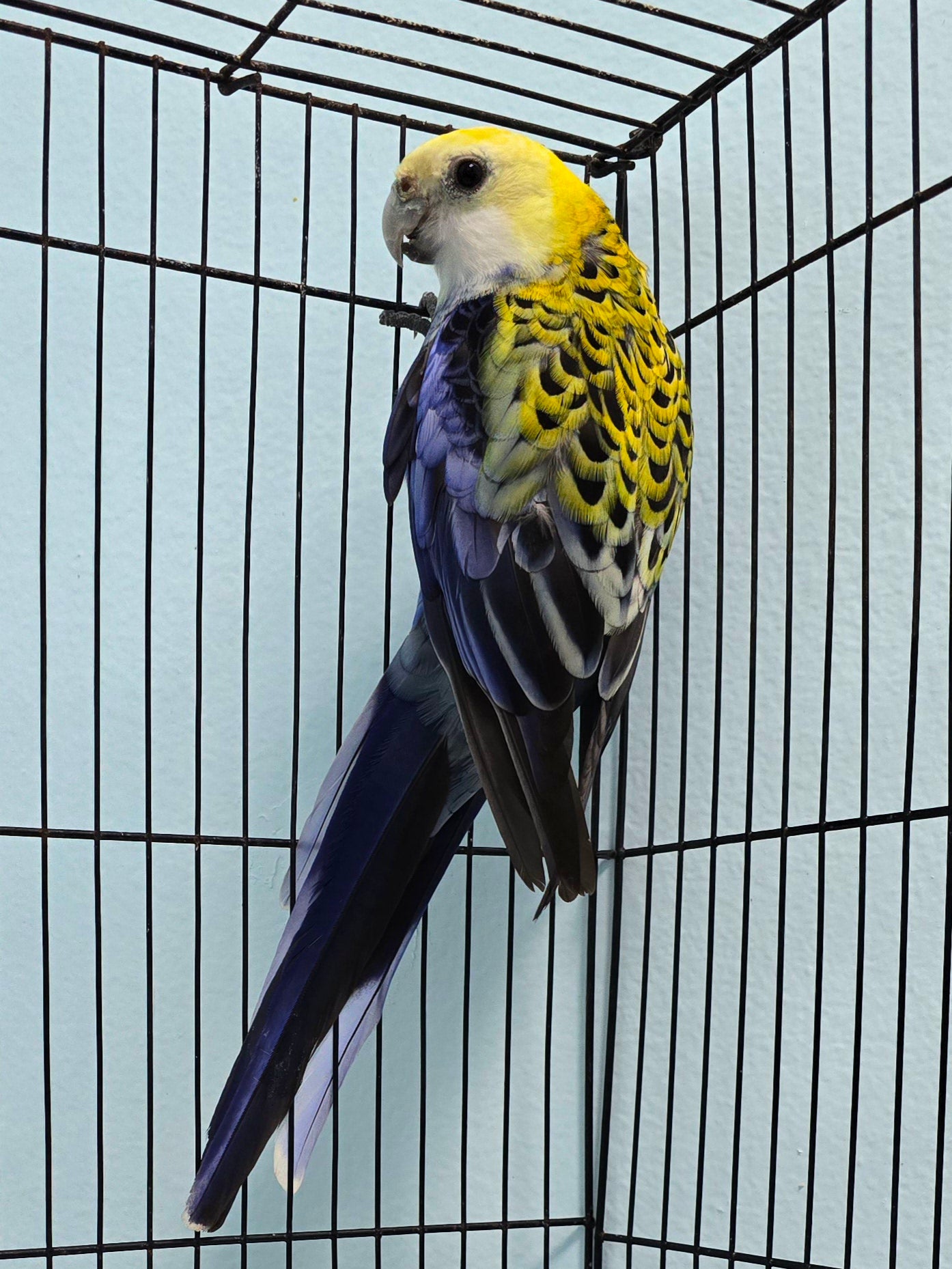 Rosella - Pale Head aka Mealy