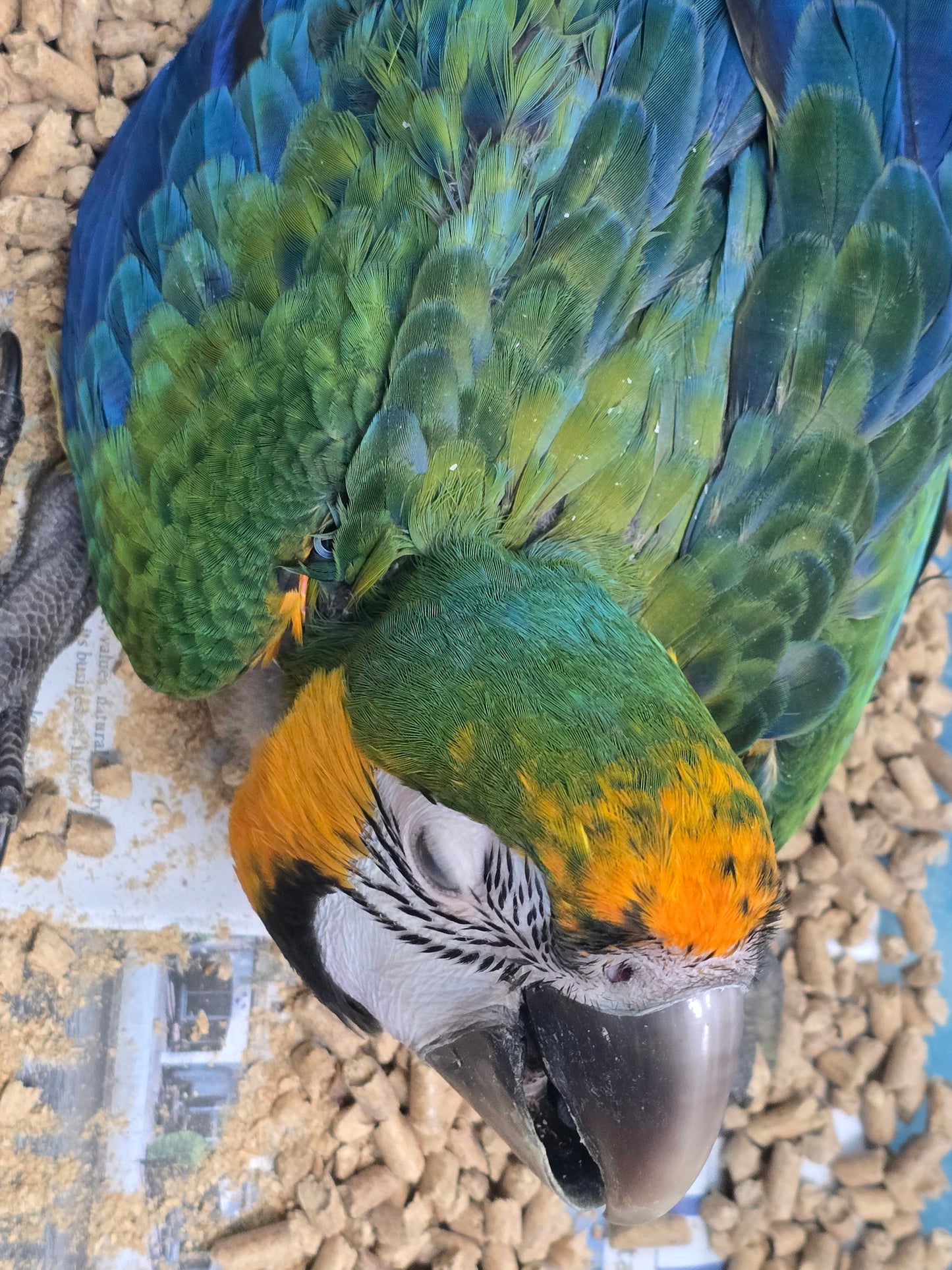 Macaw Catalina