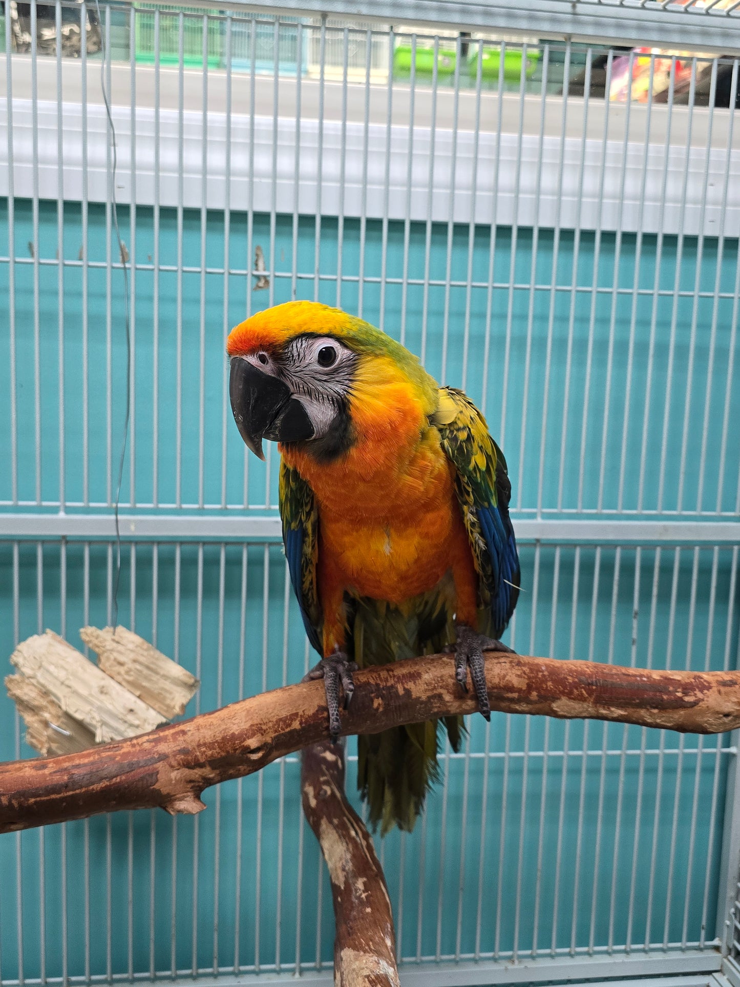 Macaw Camelot High Yellow