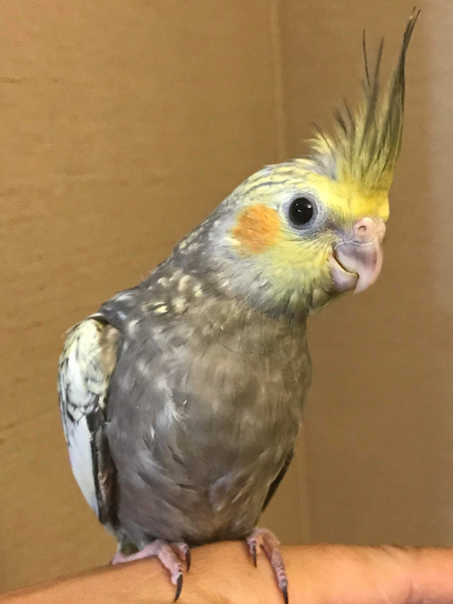 Cockatiels  handfed babies