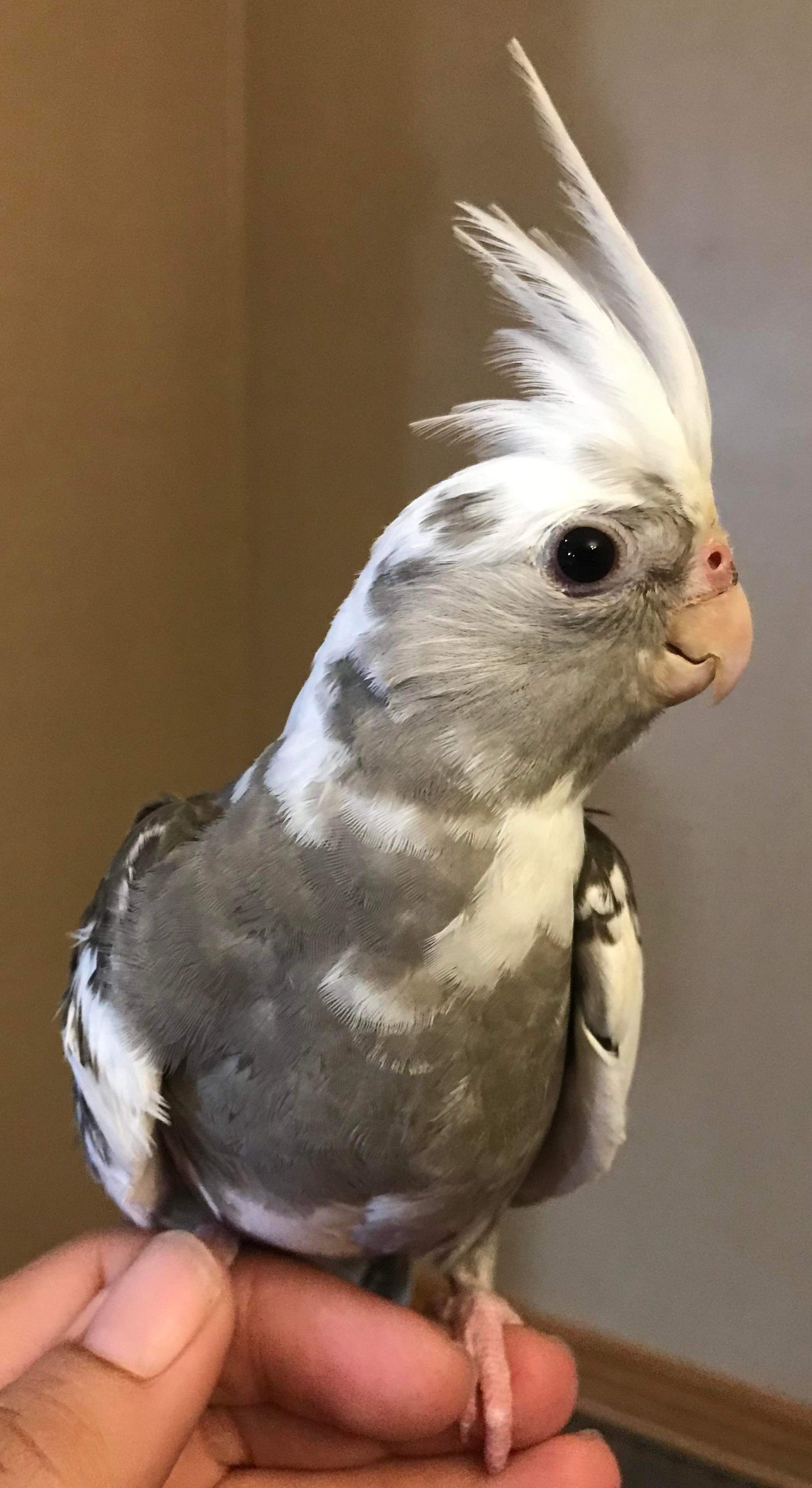 Cockatiels  handfed babies