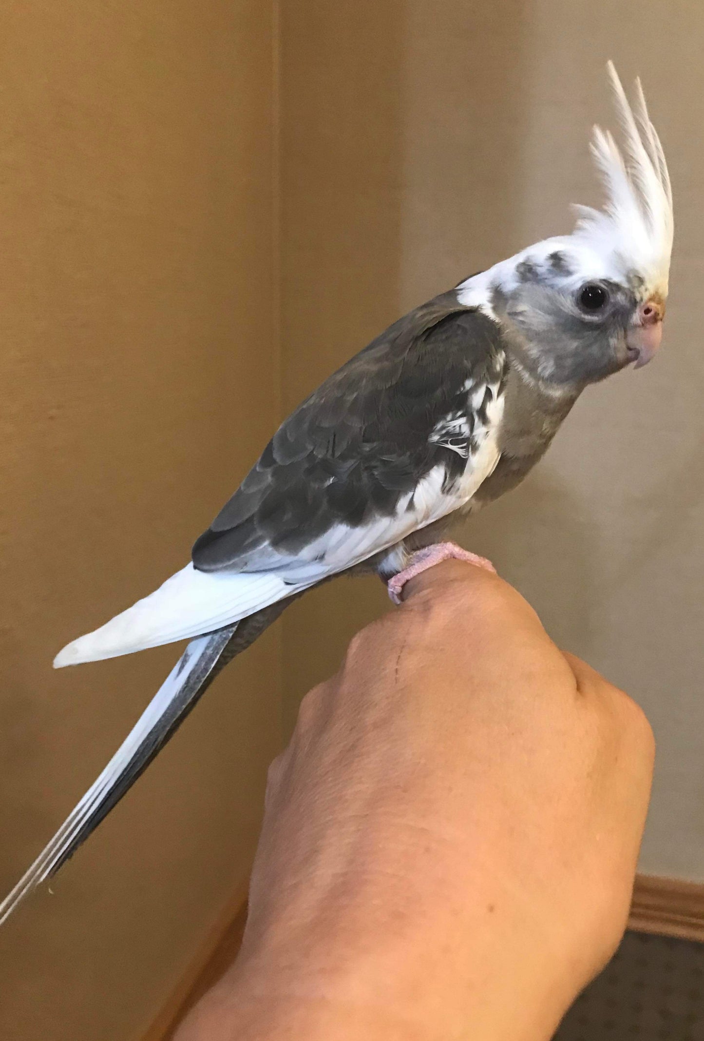 Cockatiels  handfed babies