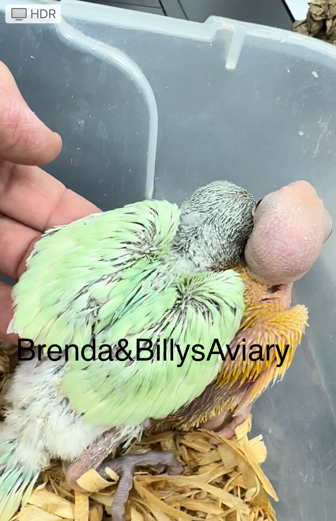 Indian Ringneck Emerald suffuse