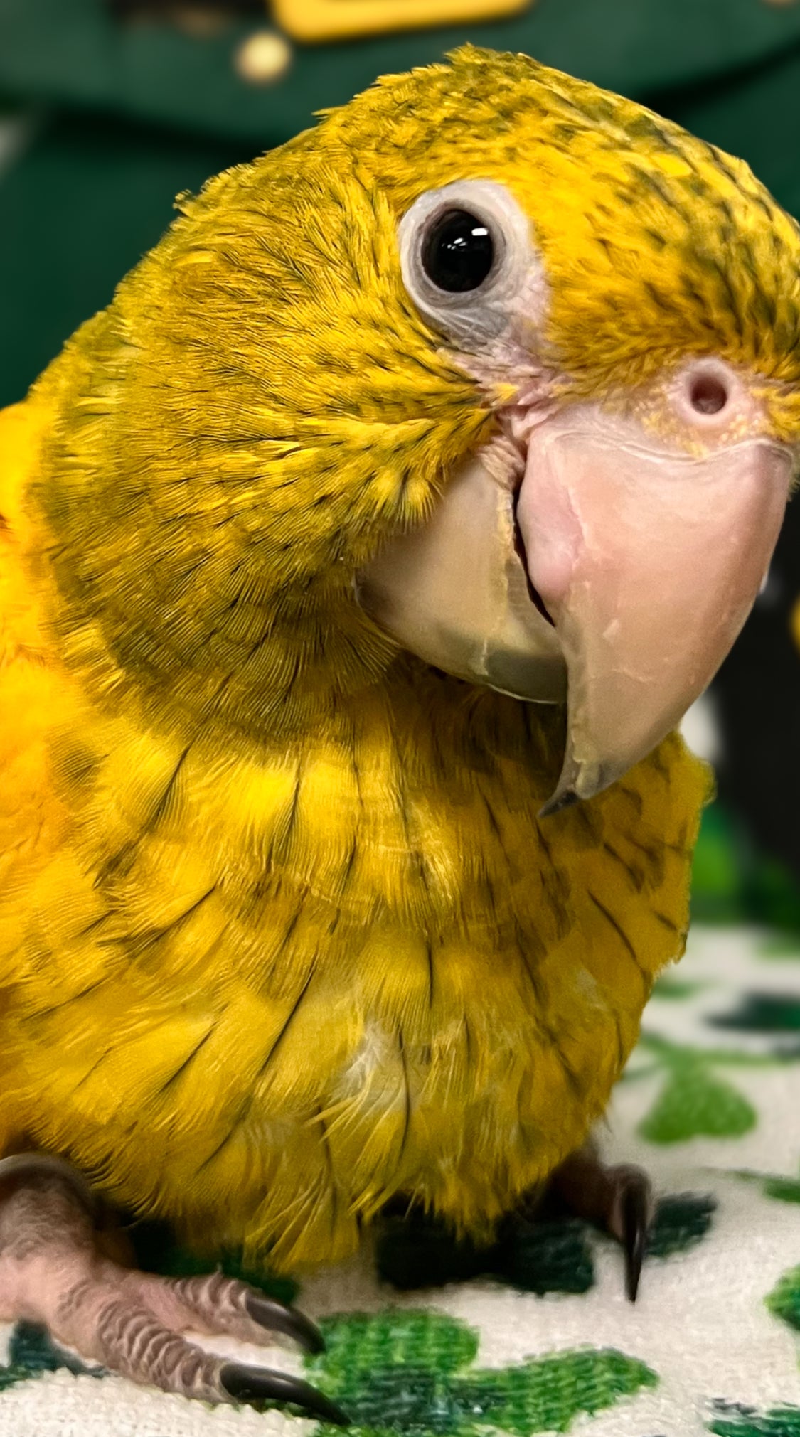 Conure Golden aka Queen of Bavaria