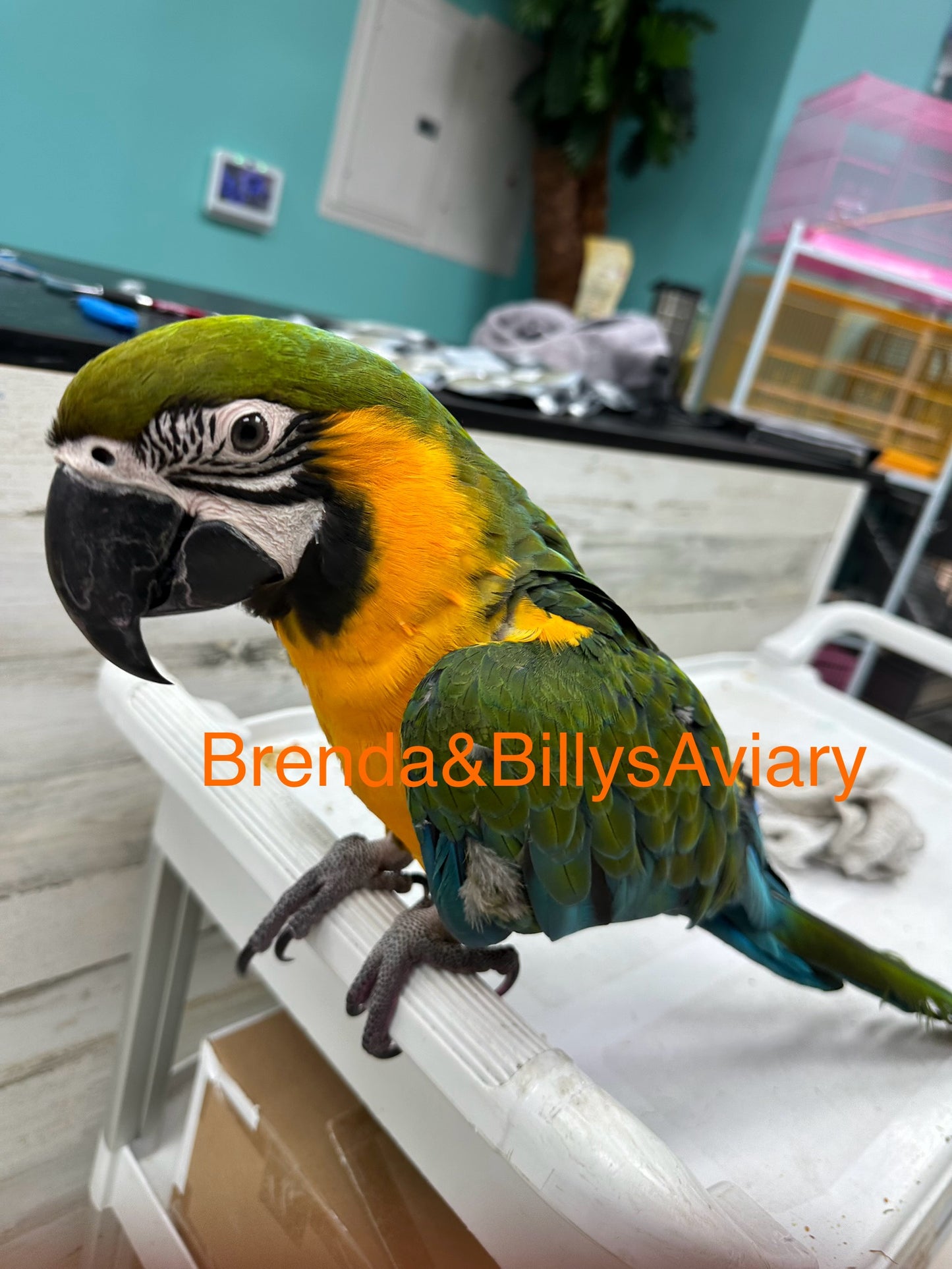 Macaw - Milliquin