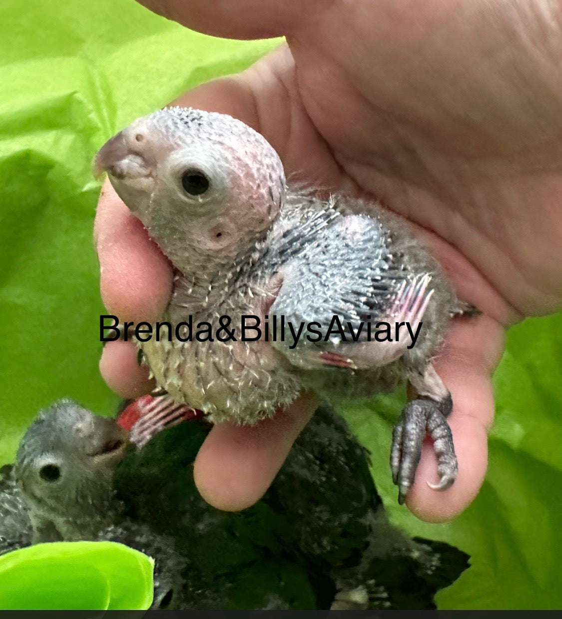 Conure Black Cap