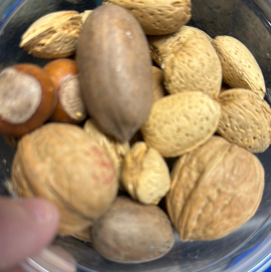BOCA NUT SHL