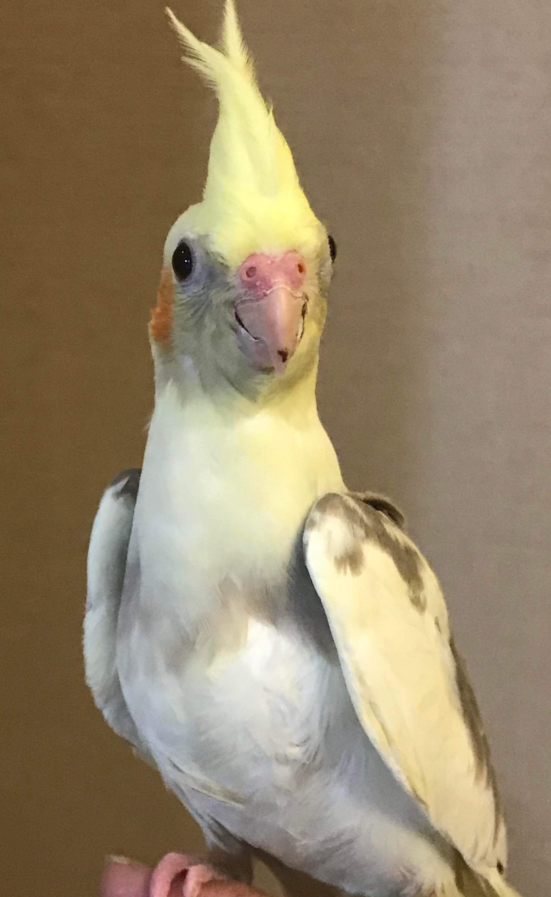 Cockatiels handfed babies Brenda Billy s Aviary Inc