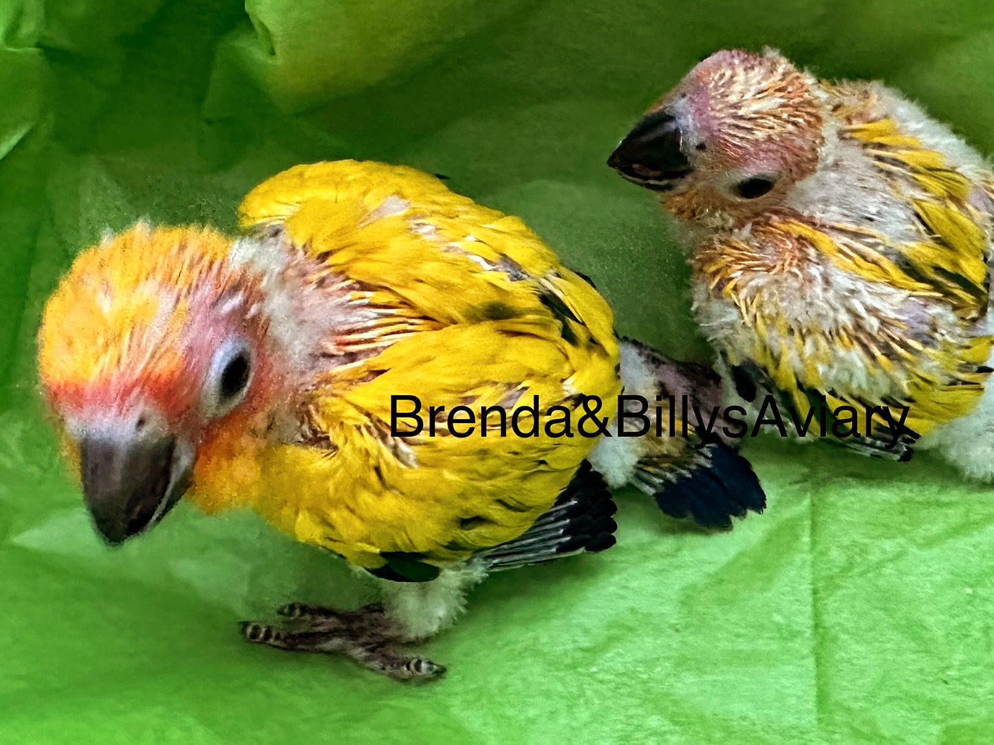 Conure Sun - high yellow