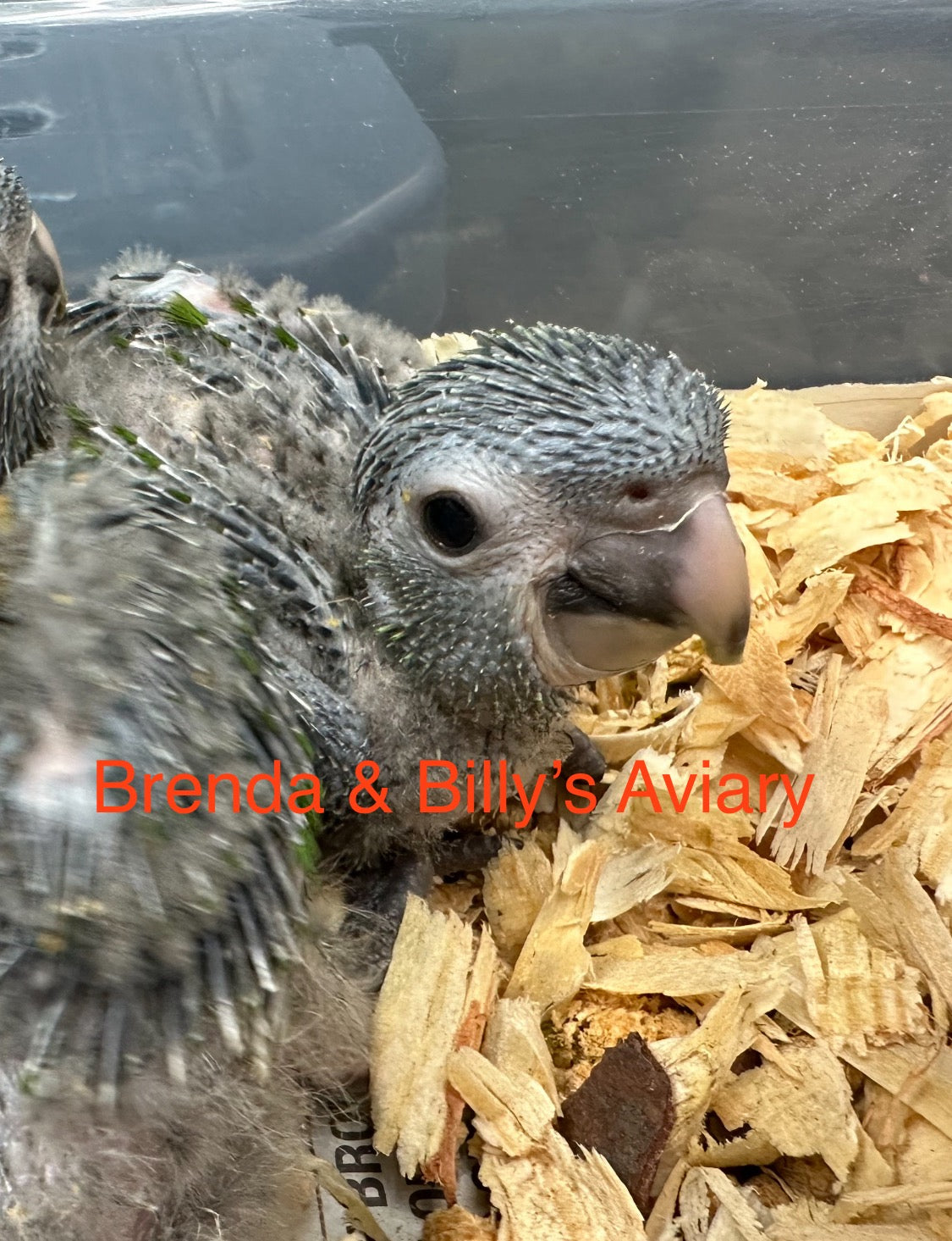 View of Macaw- Hahns – Brenda & Billy's Aviary, Inc.