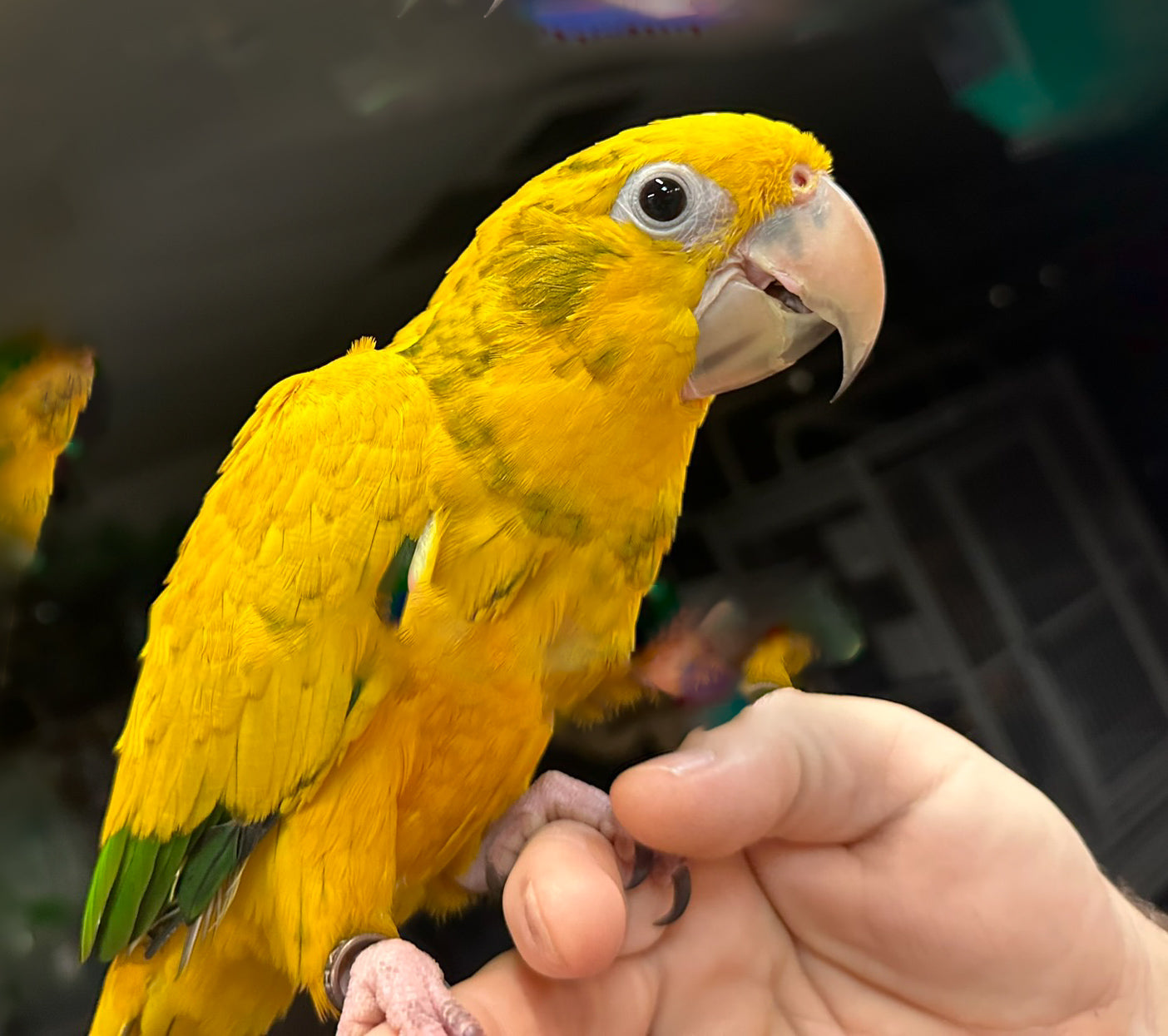 Conure Golden aka Queen of Bavaria