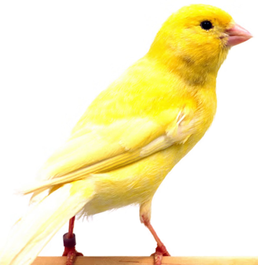Canaries