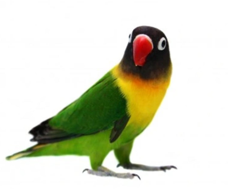 Lovebirds -black masked