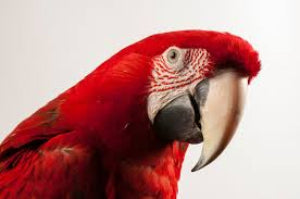 Macaw Green-wing